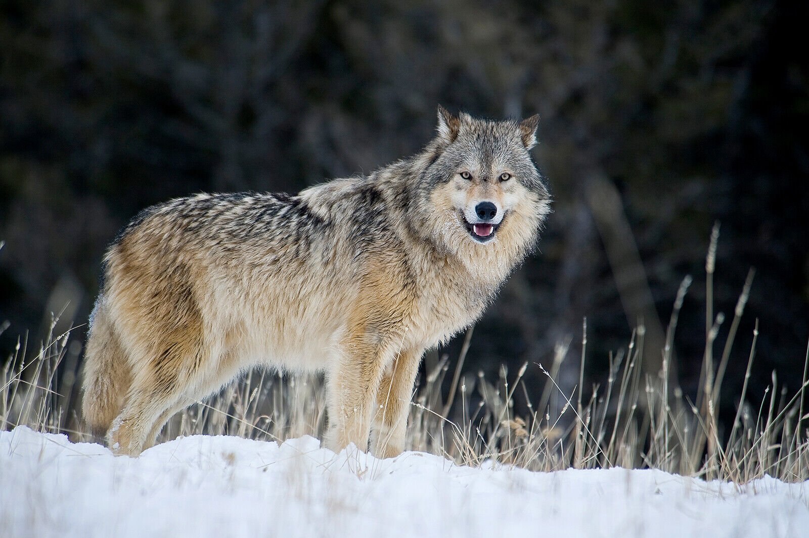 Скандинавский волк фото