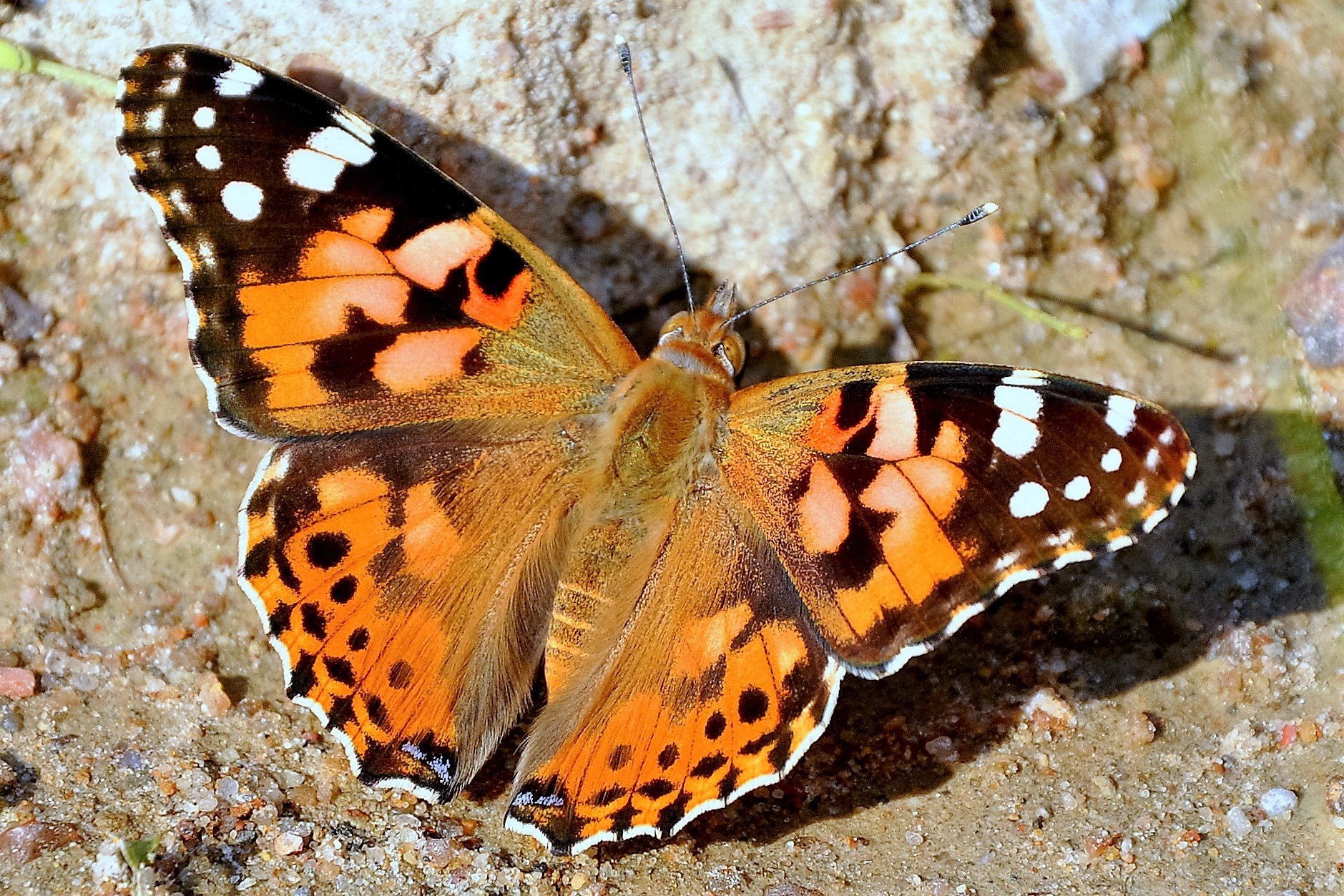 Желтуха бабочка красивые фото и картинки