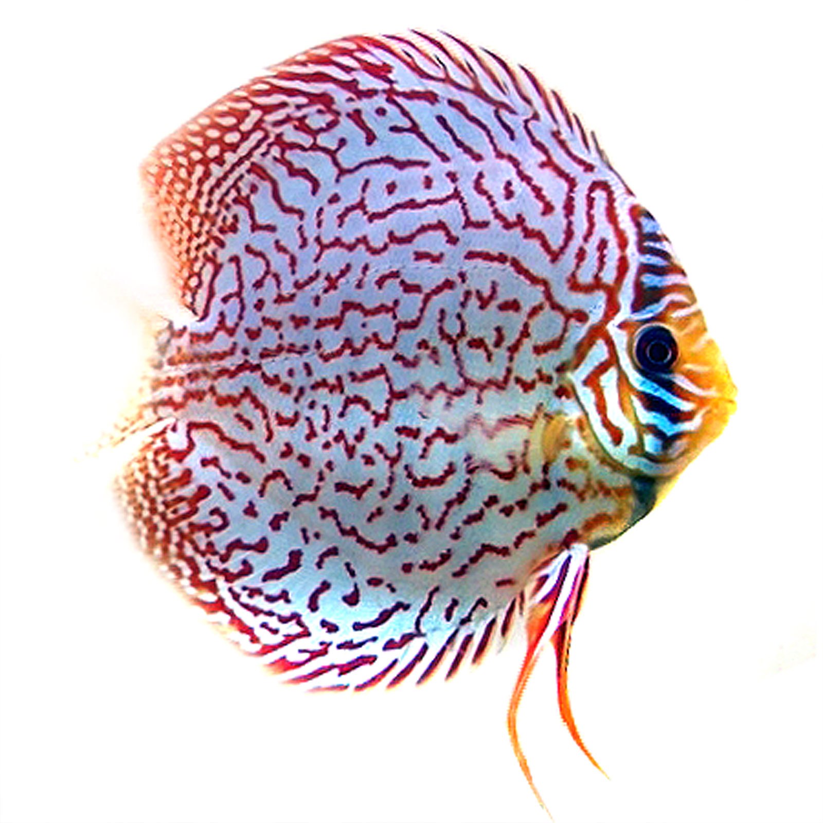 Feng Discus