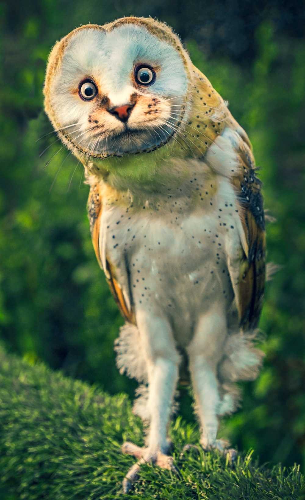 Красивые и редкие животные