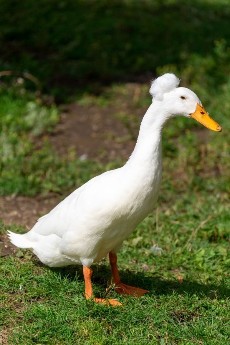 Белая Московская порода уток