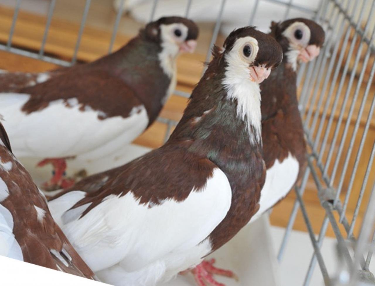 Турманы голуби: все о вертунах и перевертышах, декоративной породе птиц