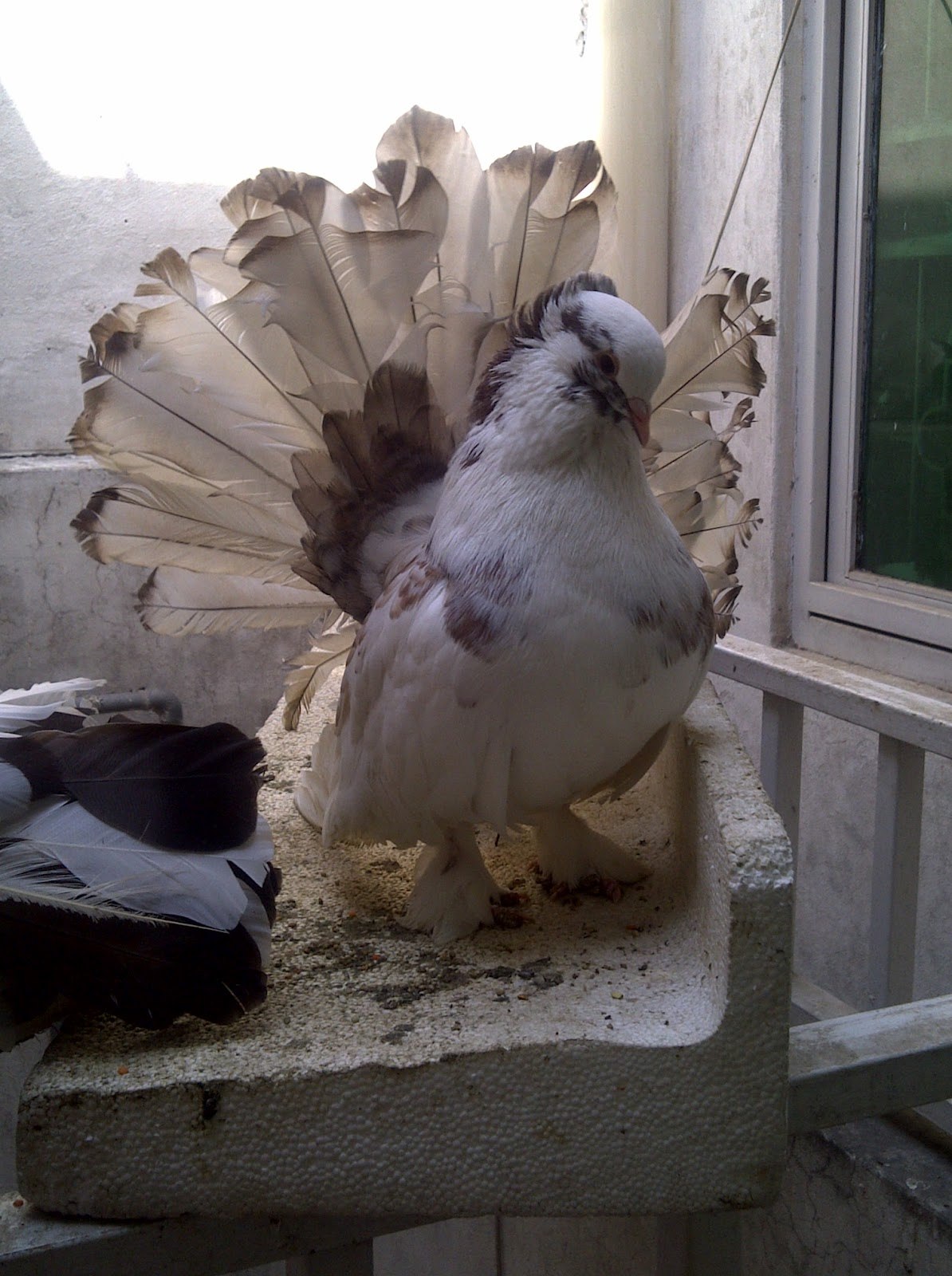Не обычно красивые голуби узбекской породы