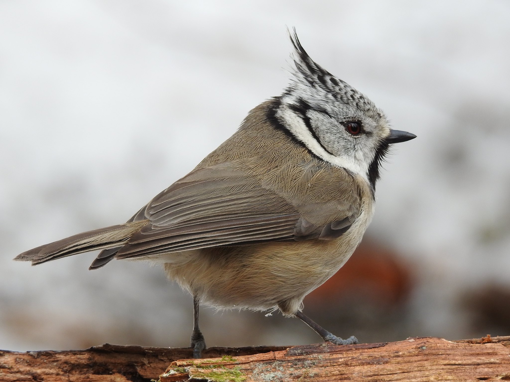 Похож на воробья с хохолком. Хохлатая синица (Lophophanes cristatus. Синица Гренадер. Хохлатая синица латынь. Хохлатая синица Крылья.