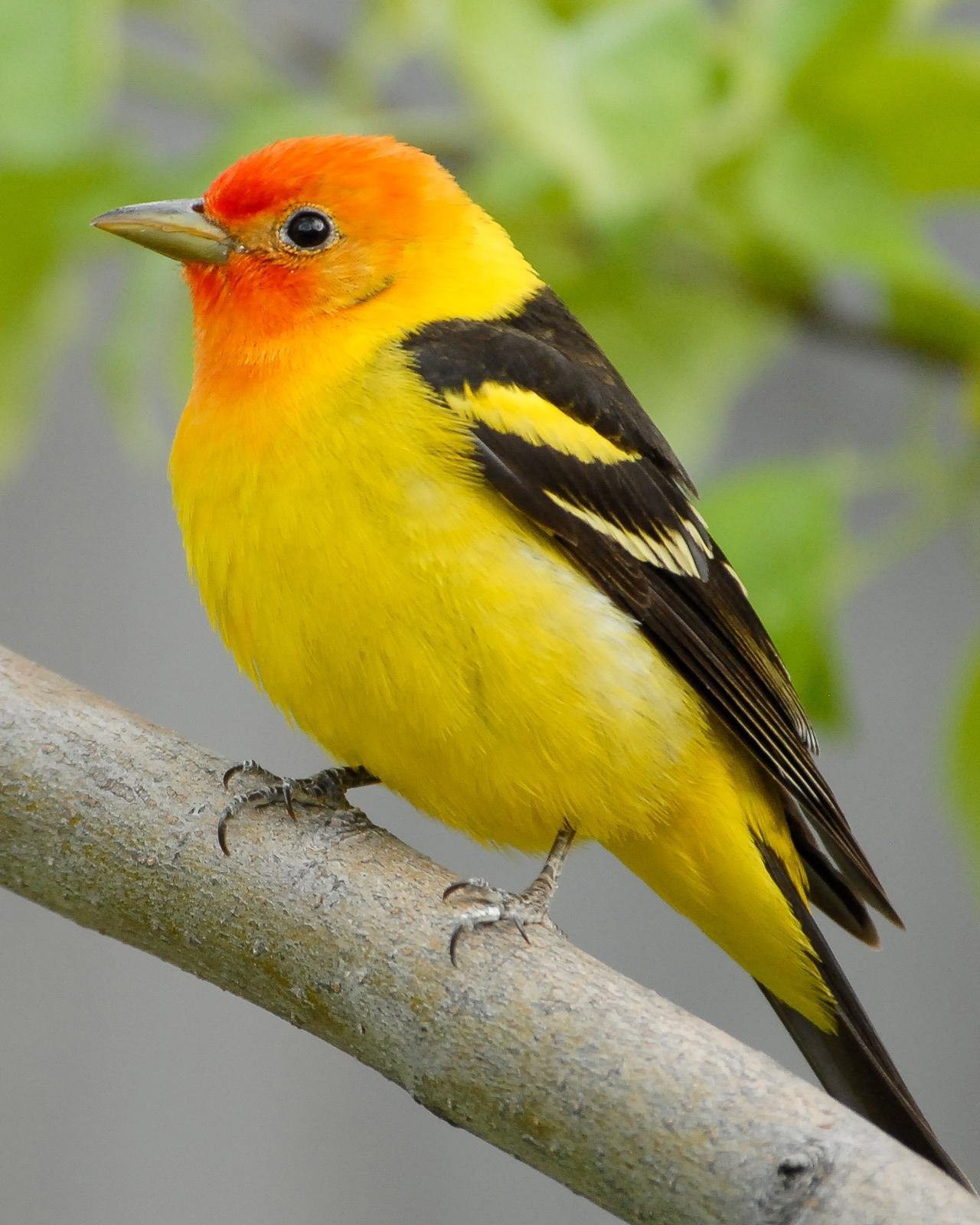 Птица с желтыми полосками на крыльях. Желтая танагра. Желтая танагра птица. Щеглы Вьюрковые. Иволга щегол.
