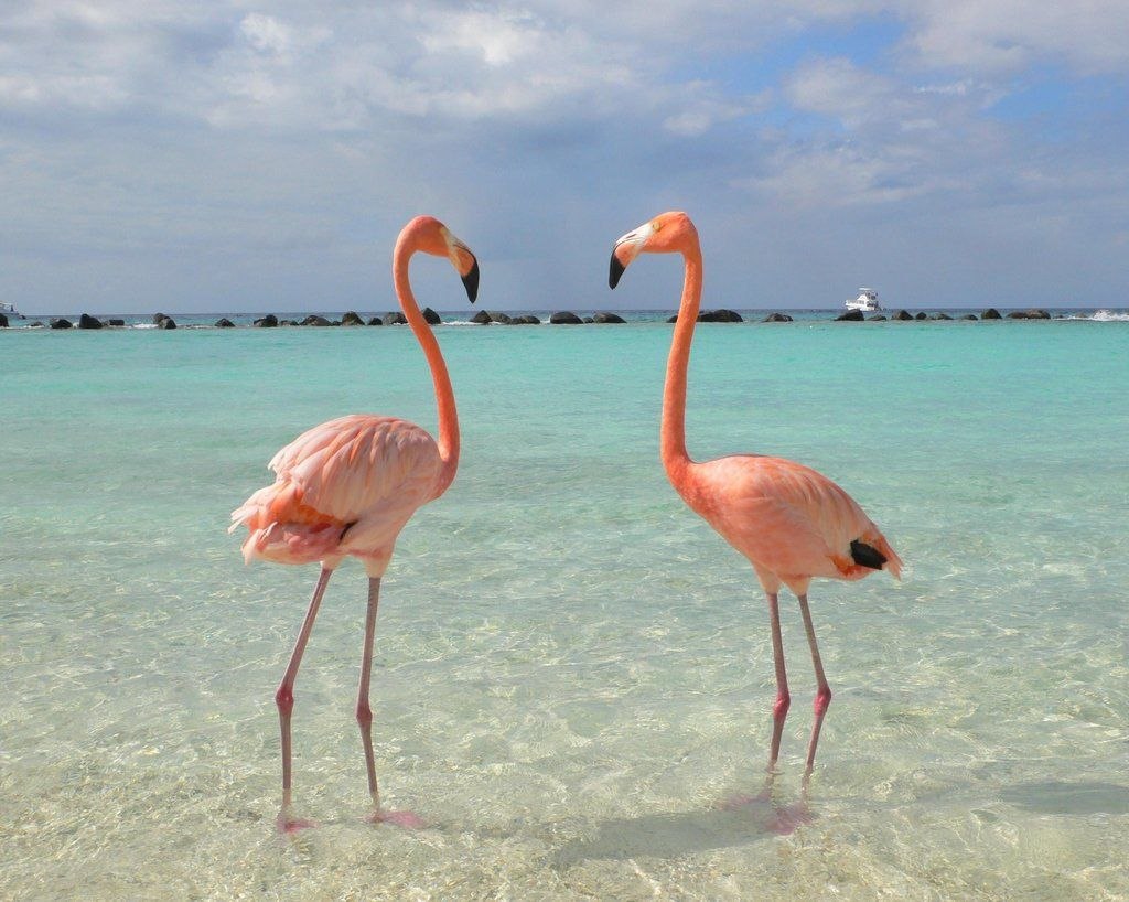 Стоковые фотографии по запросу Розовый фламинго