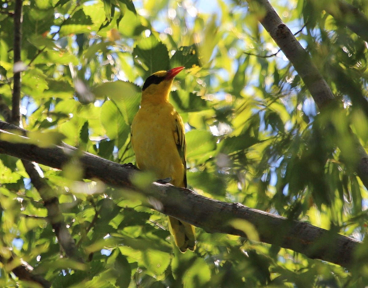 Приморская птица. Oriolus chinensis. Иволга Приморский край. Приморский край птицы Приморского края. Иволга на Дальнем востоке.