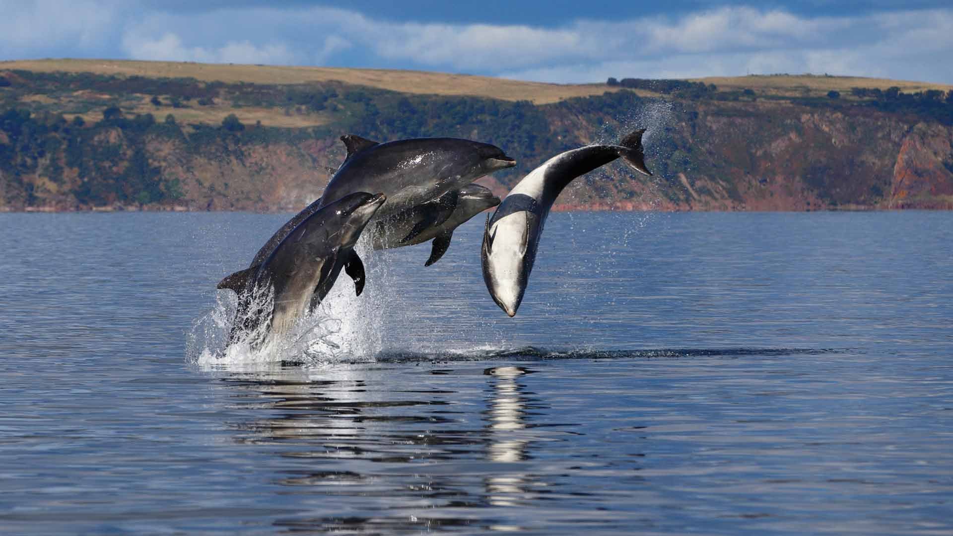 Дельфины на Камчатке