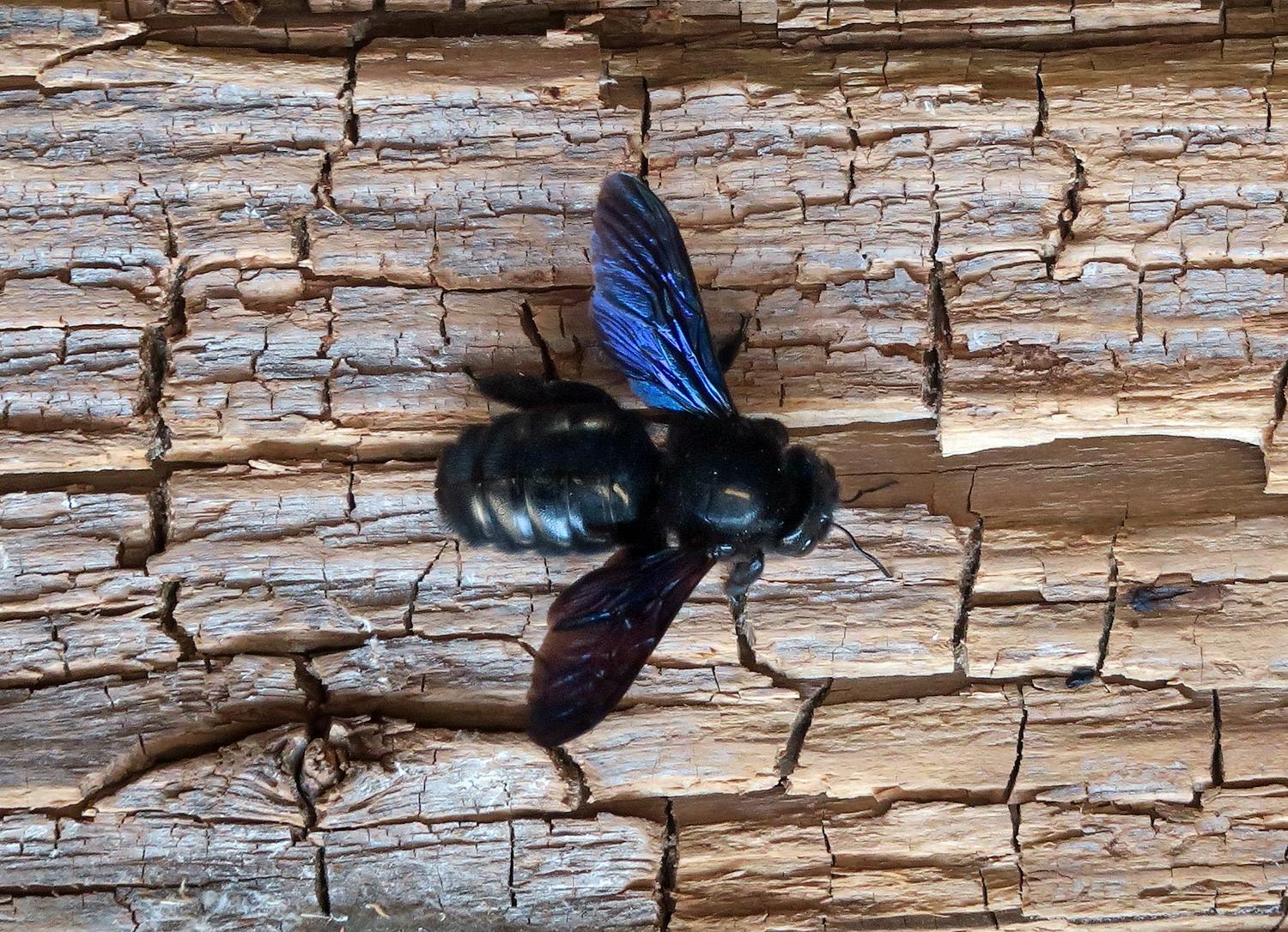 Буфет Black Hornet, коллекция 