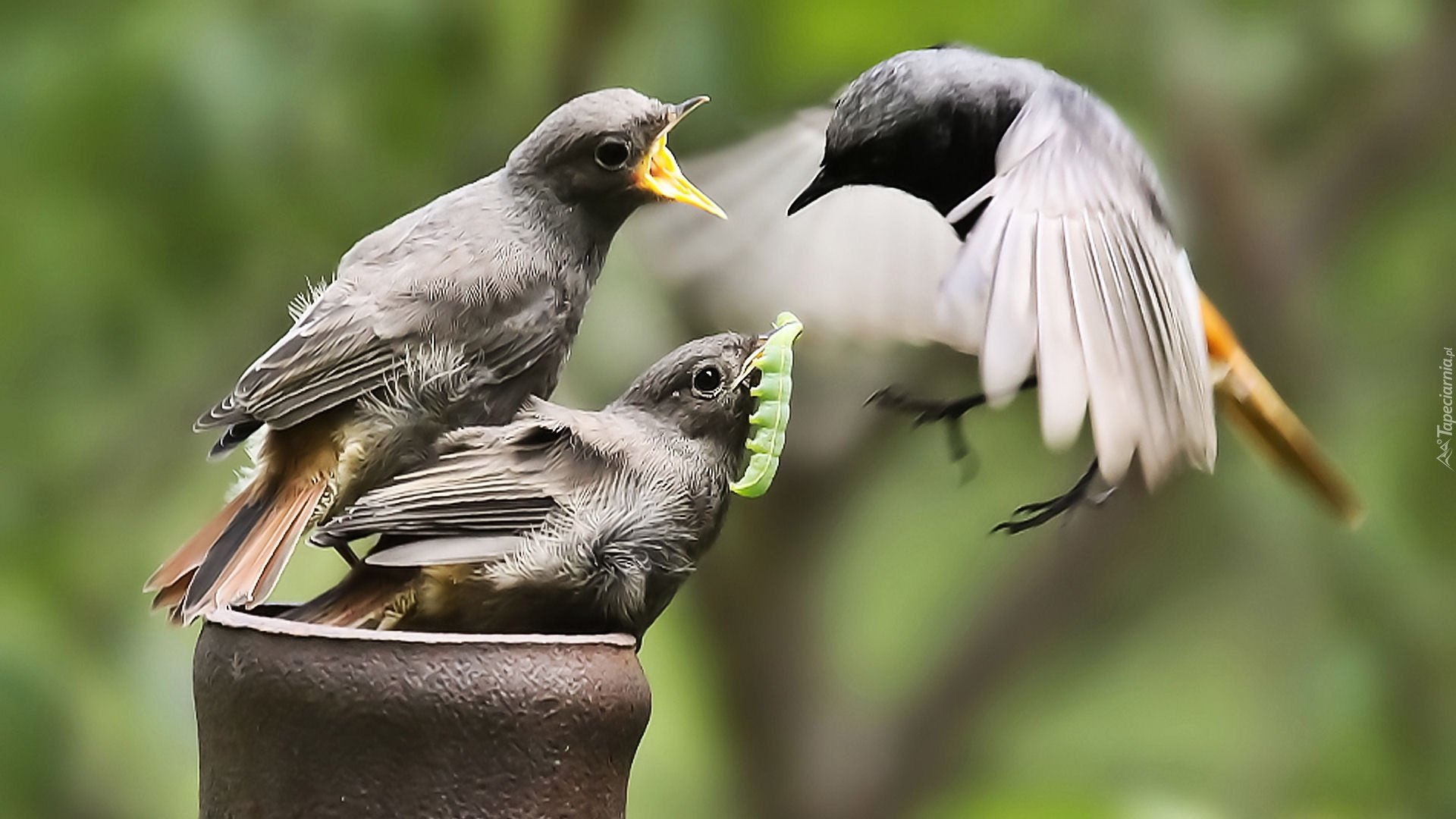 Птицы защищают гнездо