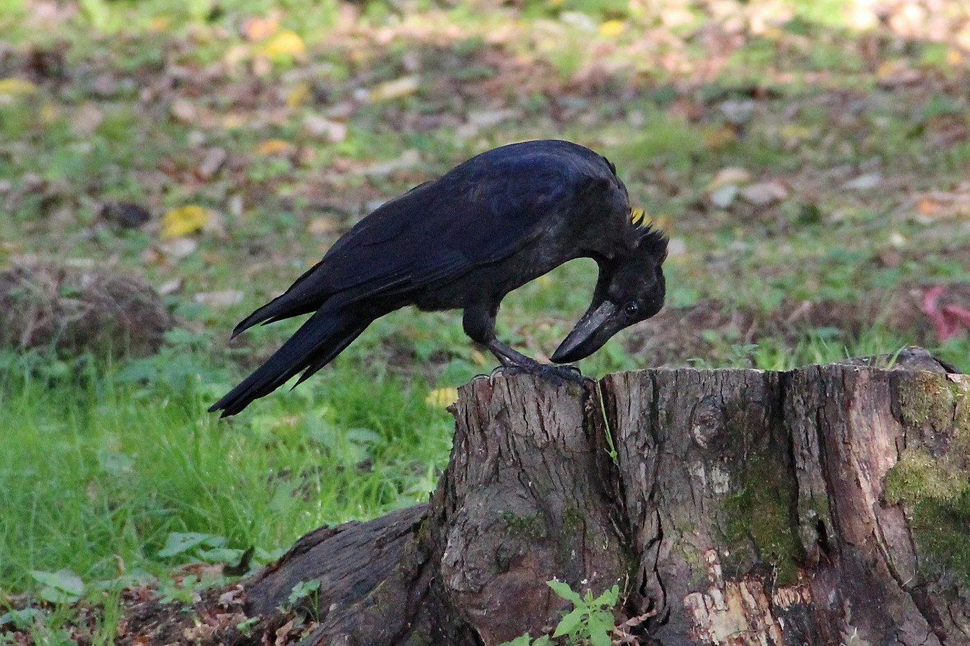 Ворона идет. Курильский ворон. Тасманийский ворон. Ворон на жерди. Сулавесский ворон.