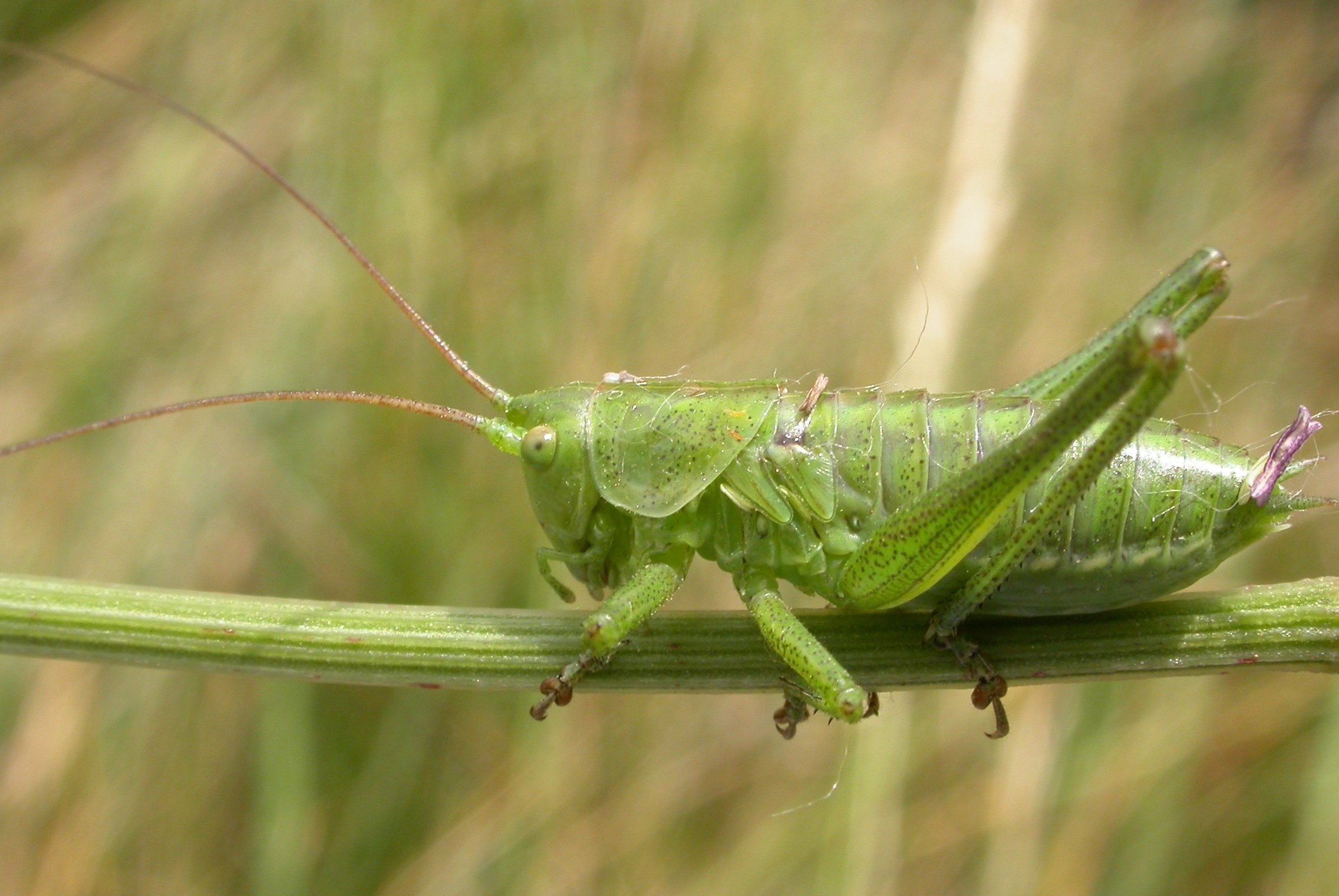 Кузнечики совместные. Кузнечик зеленый (Tettigonia viridissima). Сибирская кобылка Саранча. Зеленая кобылка кузнечик. Tettigonia orientalis.