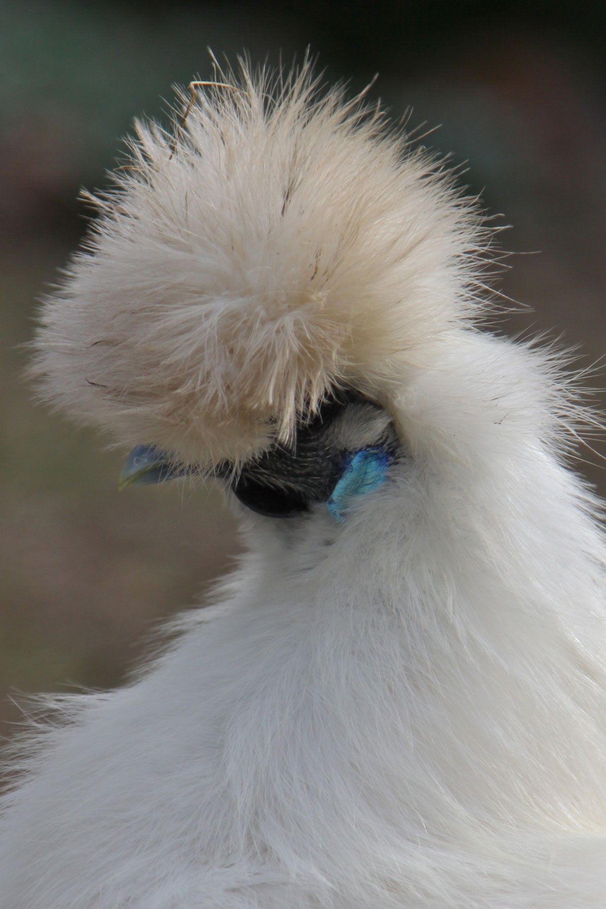 Петух птица белый. Китайская шелковая (Silkie Bantam). Китайская хохлатая шелковая курица. Китайские хохлатые курочки. Китайская хохлатая пуховая курица.