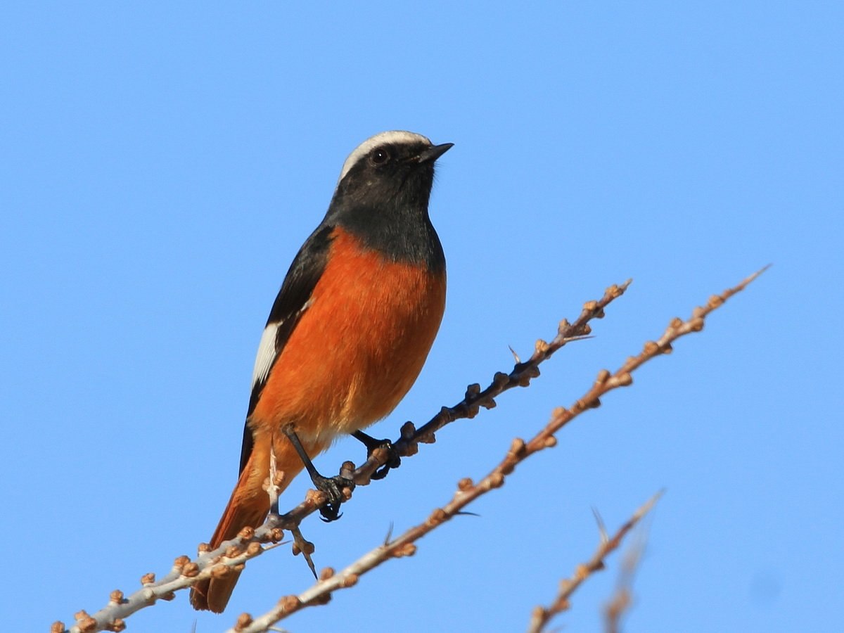 Птица подмосковья с оранжевой грудкой - 64 фото