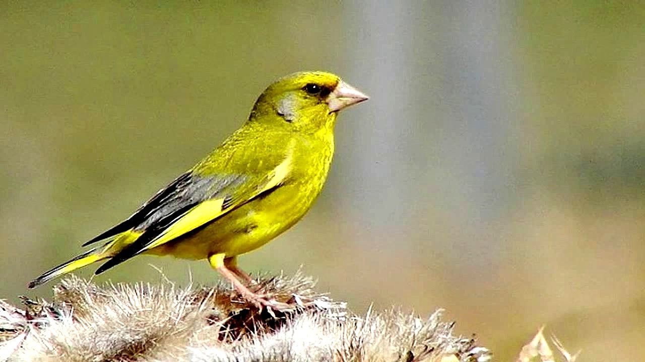 Желто Зеленая Птичка