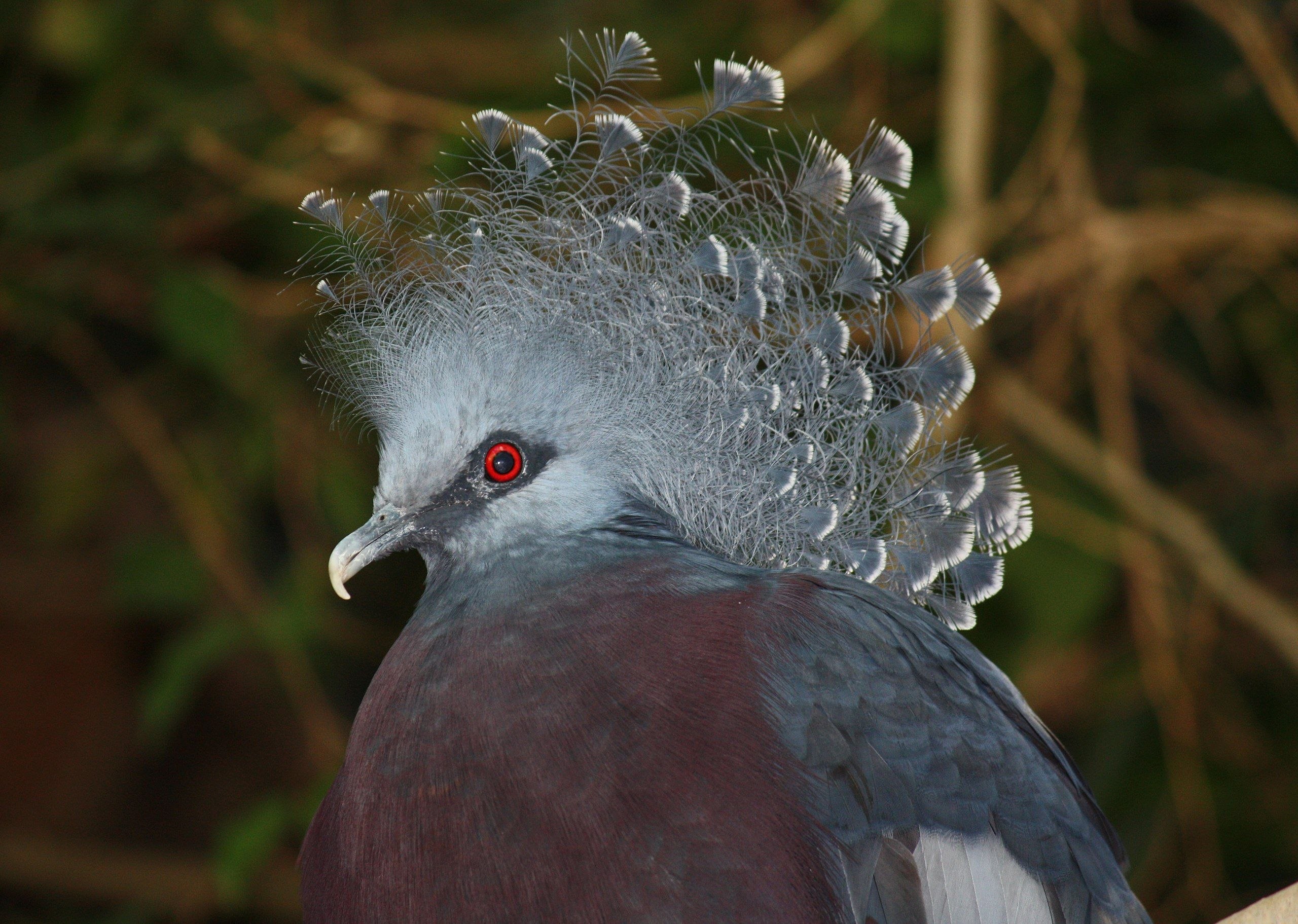 Веероносный венценосный голубь Виктории