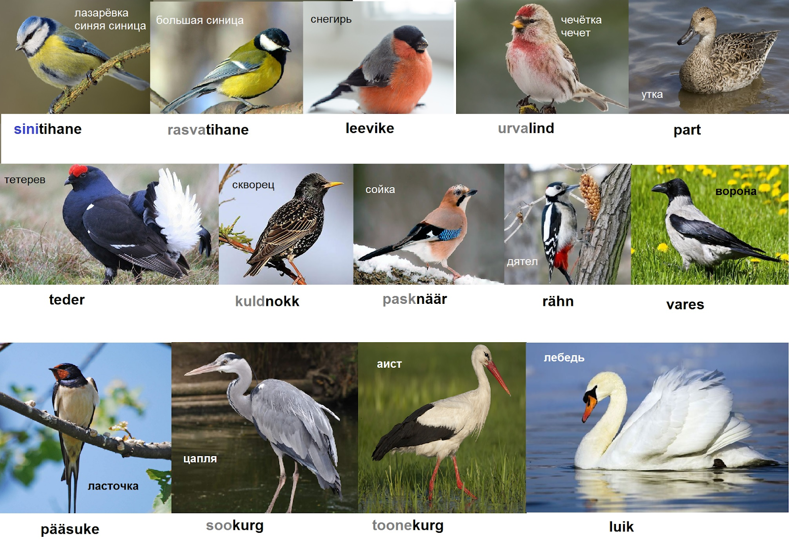 Откуда название птиц