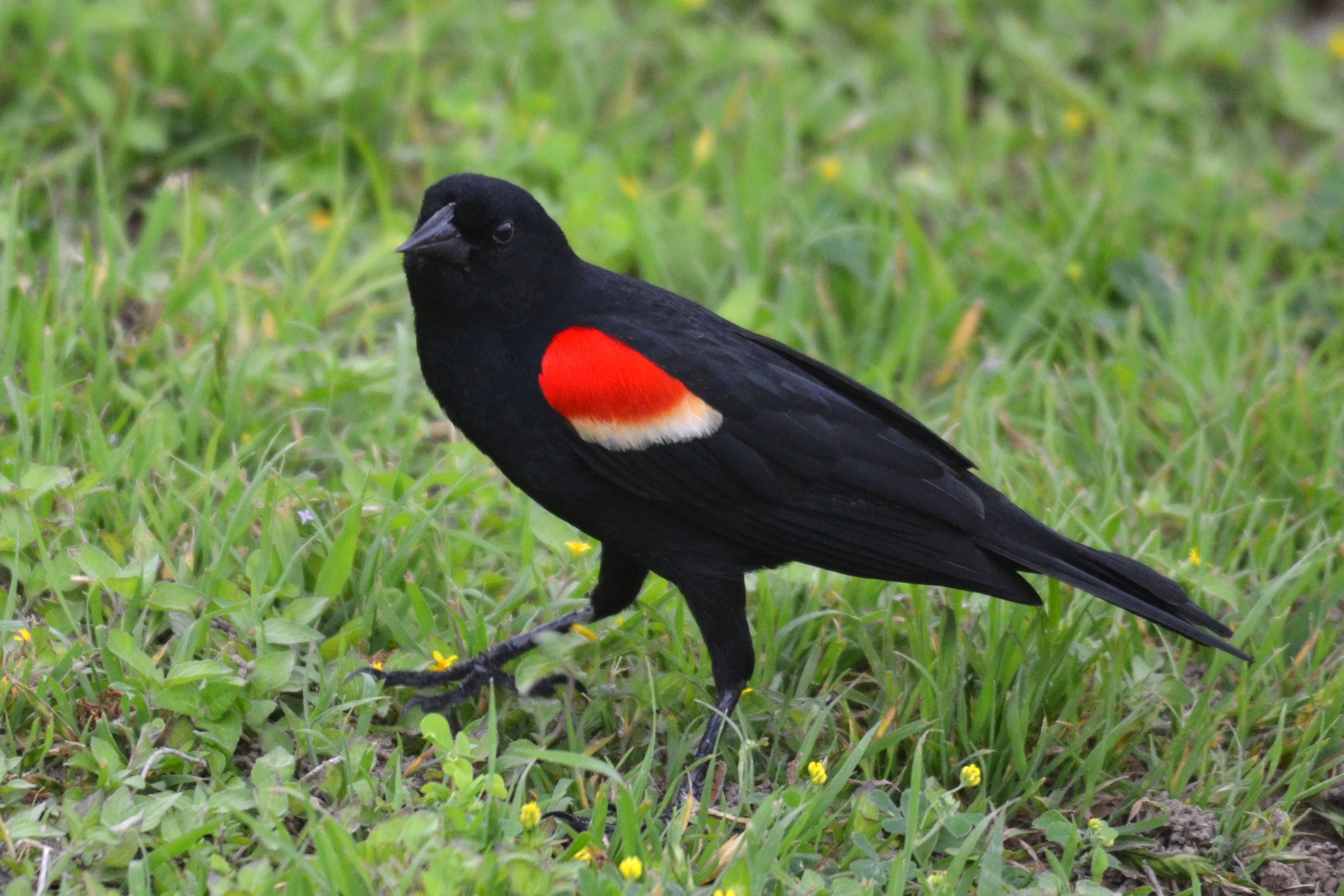 Black bird. Черная птица. Птица с красными крыльями. Черно красная птица. Красно-черная птичка.