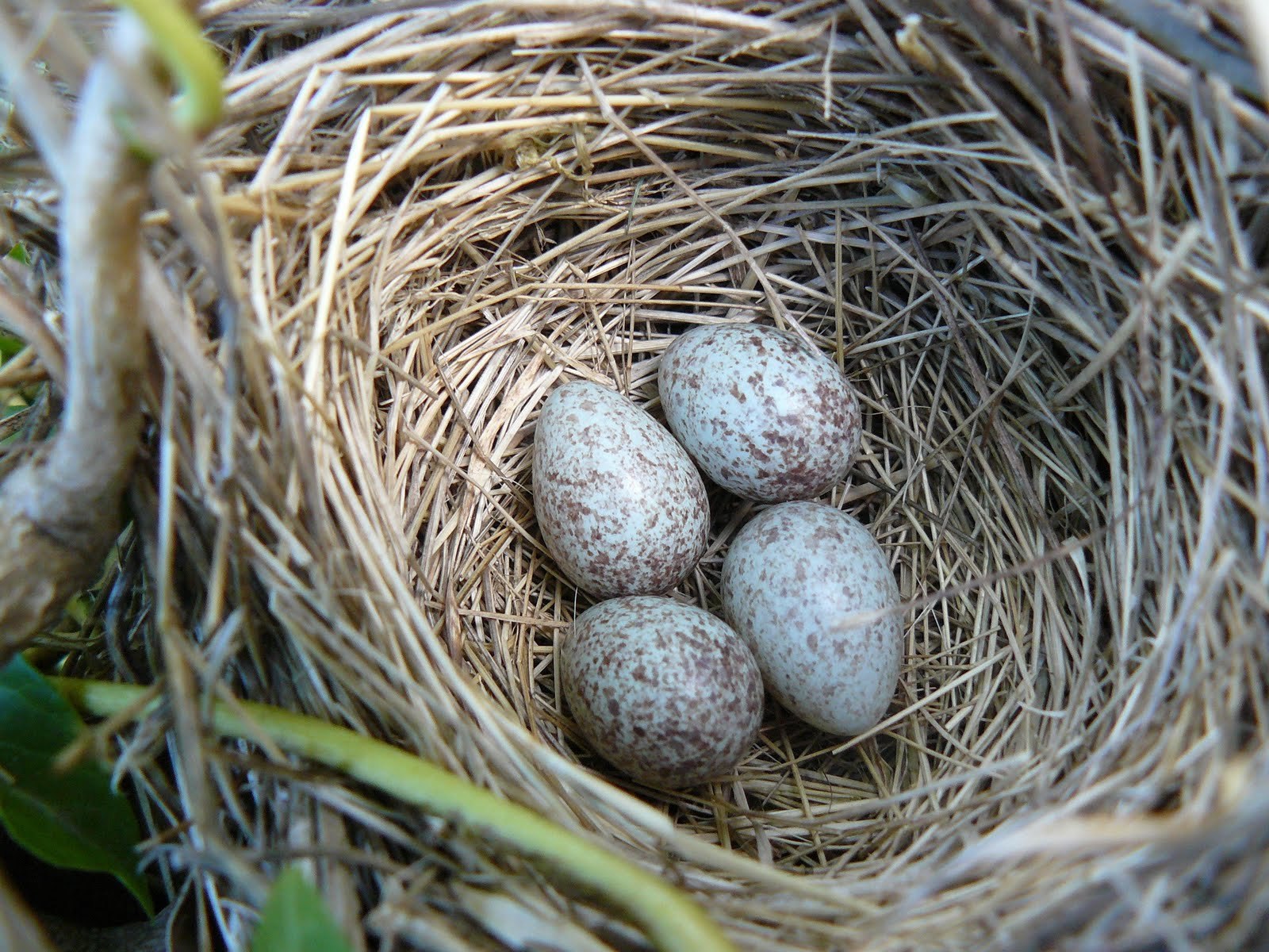 Типы гнездования птиц. Гнездо воробья Воробьиное гнездо. Гнездо полевого воробья. Гнездо вьюрка. Яйца полевого воробья.