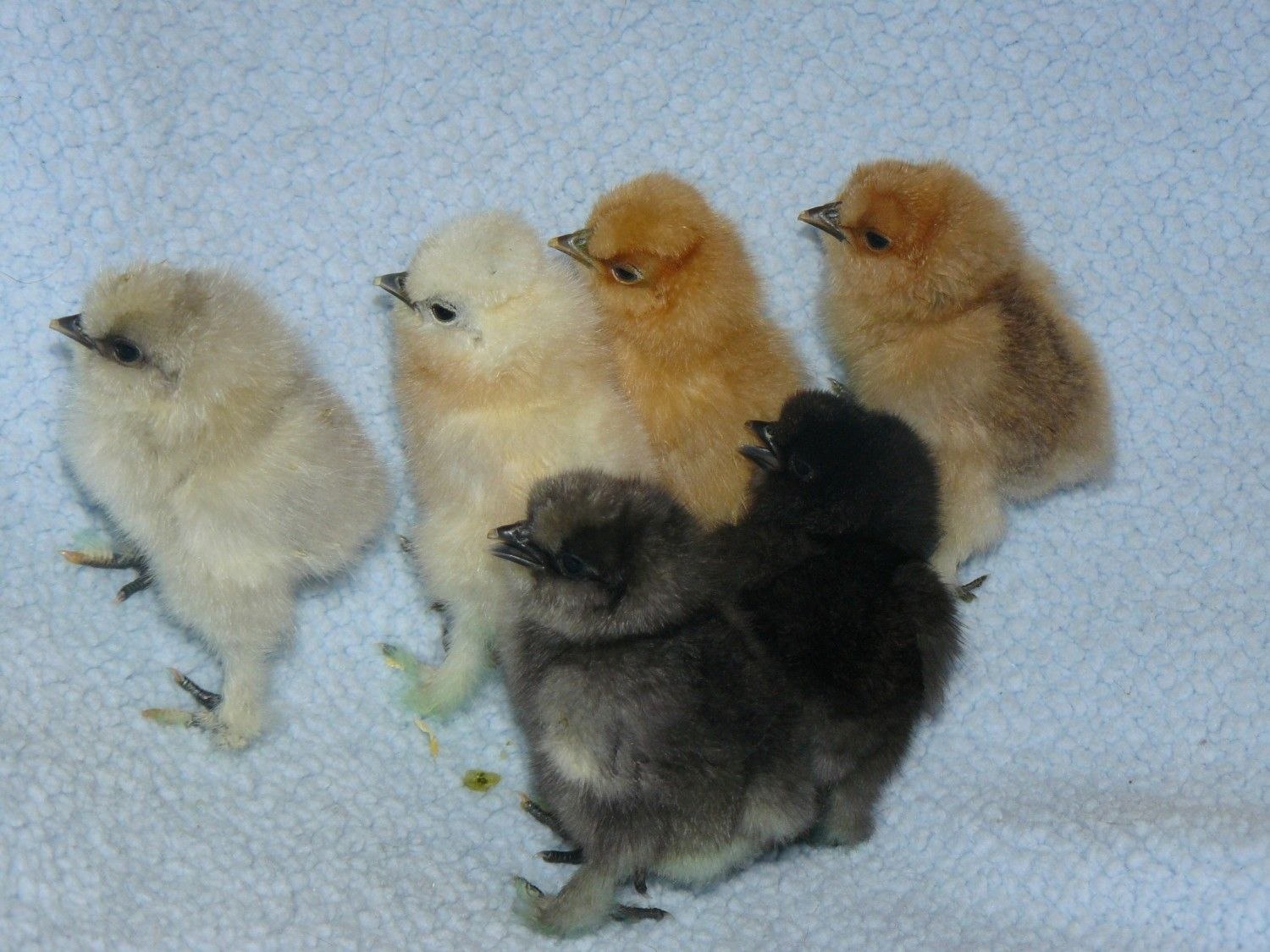 Виды цыплят разной породы фото и названия