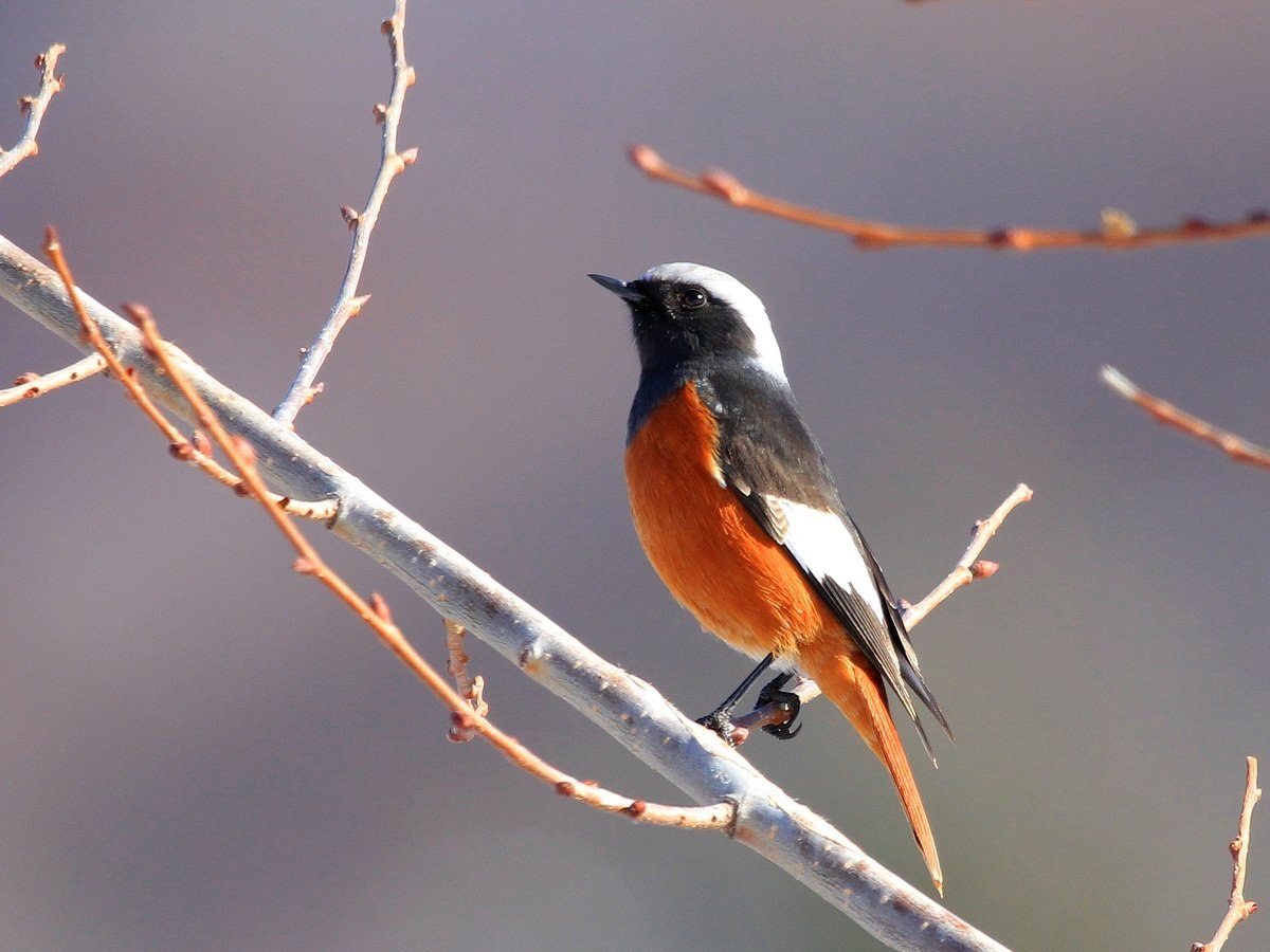 Птица с сине-оранжевой грудкой сидит на ветке с цветами.