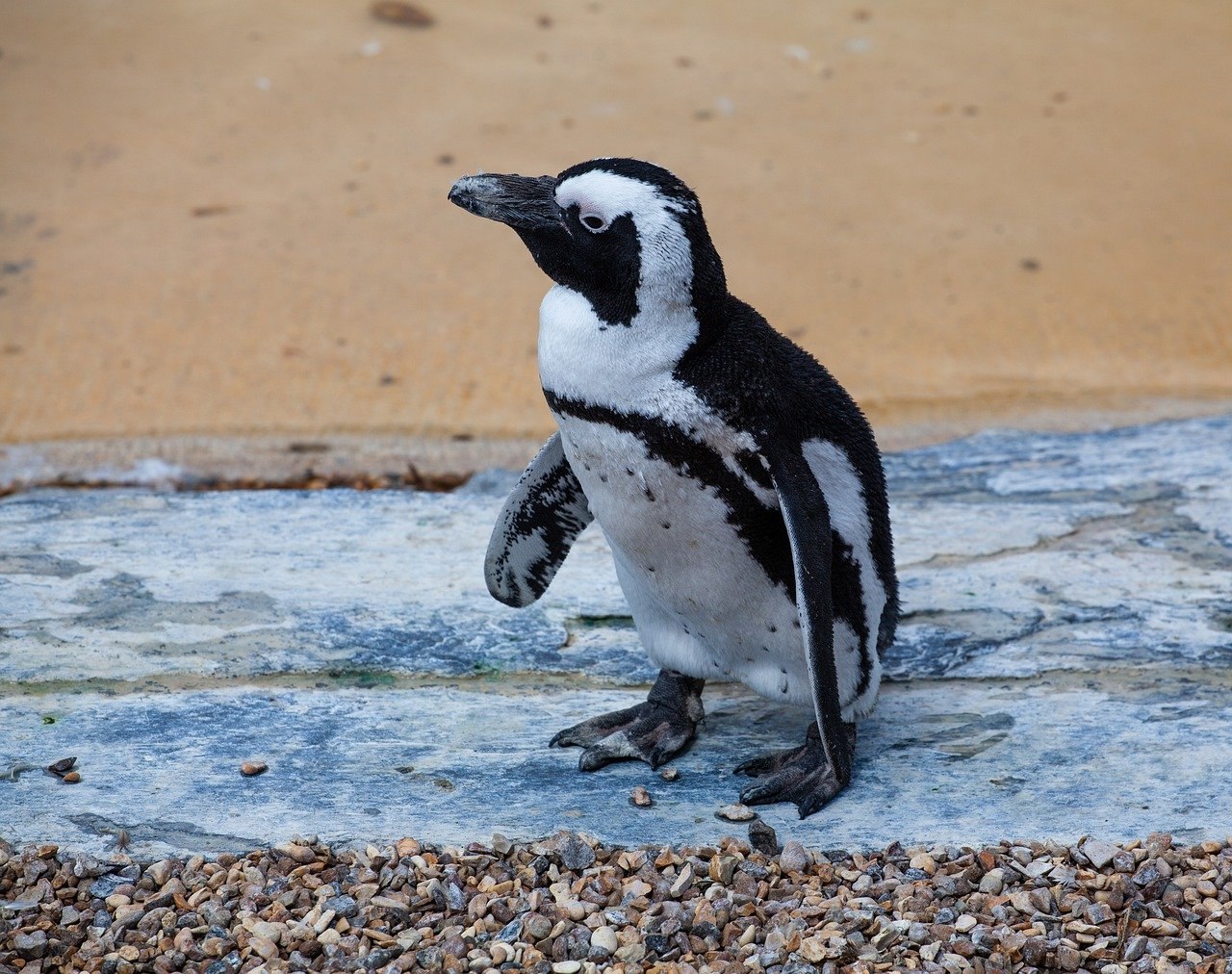 Южноафриканский Пингвин