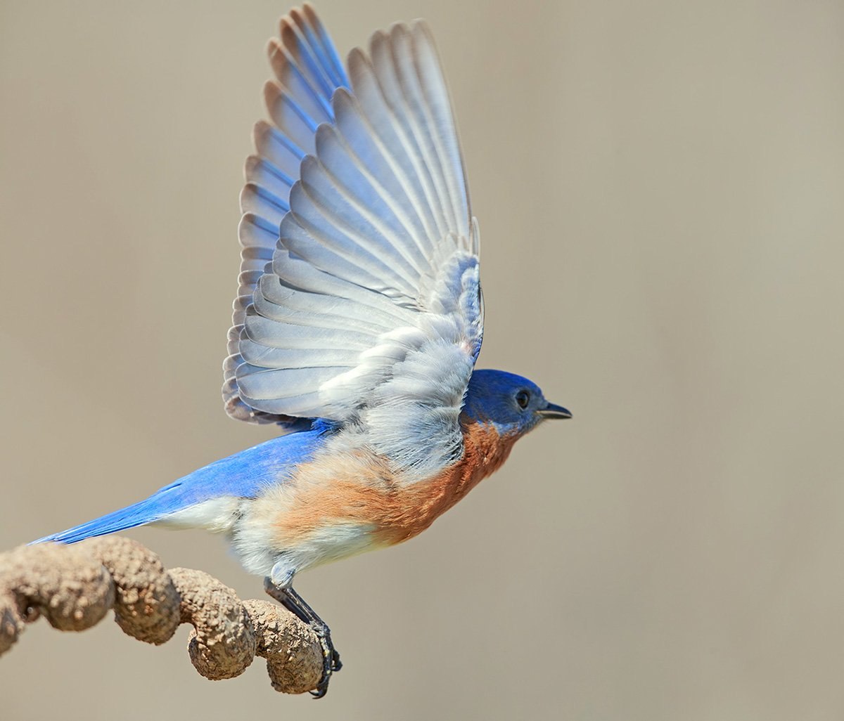 Птичка голубая сиалия