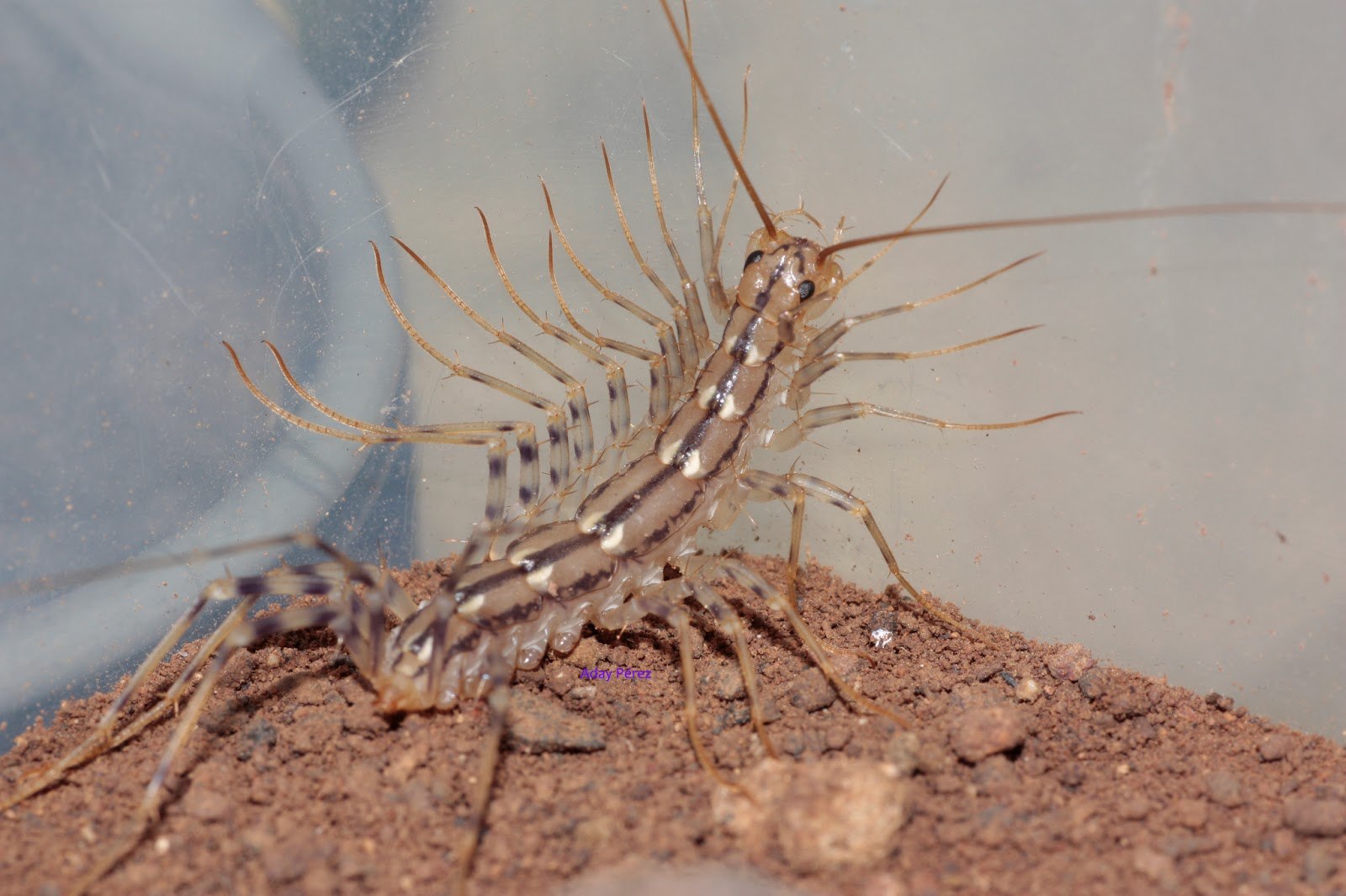 Скутигера клеопатра. Scutigera coleoptrata. Сколопендра скутигера. Скутигера-мухоловка. Сороконожка мухоловка.