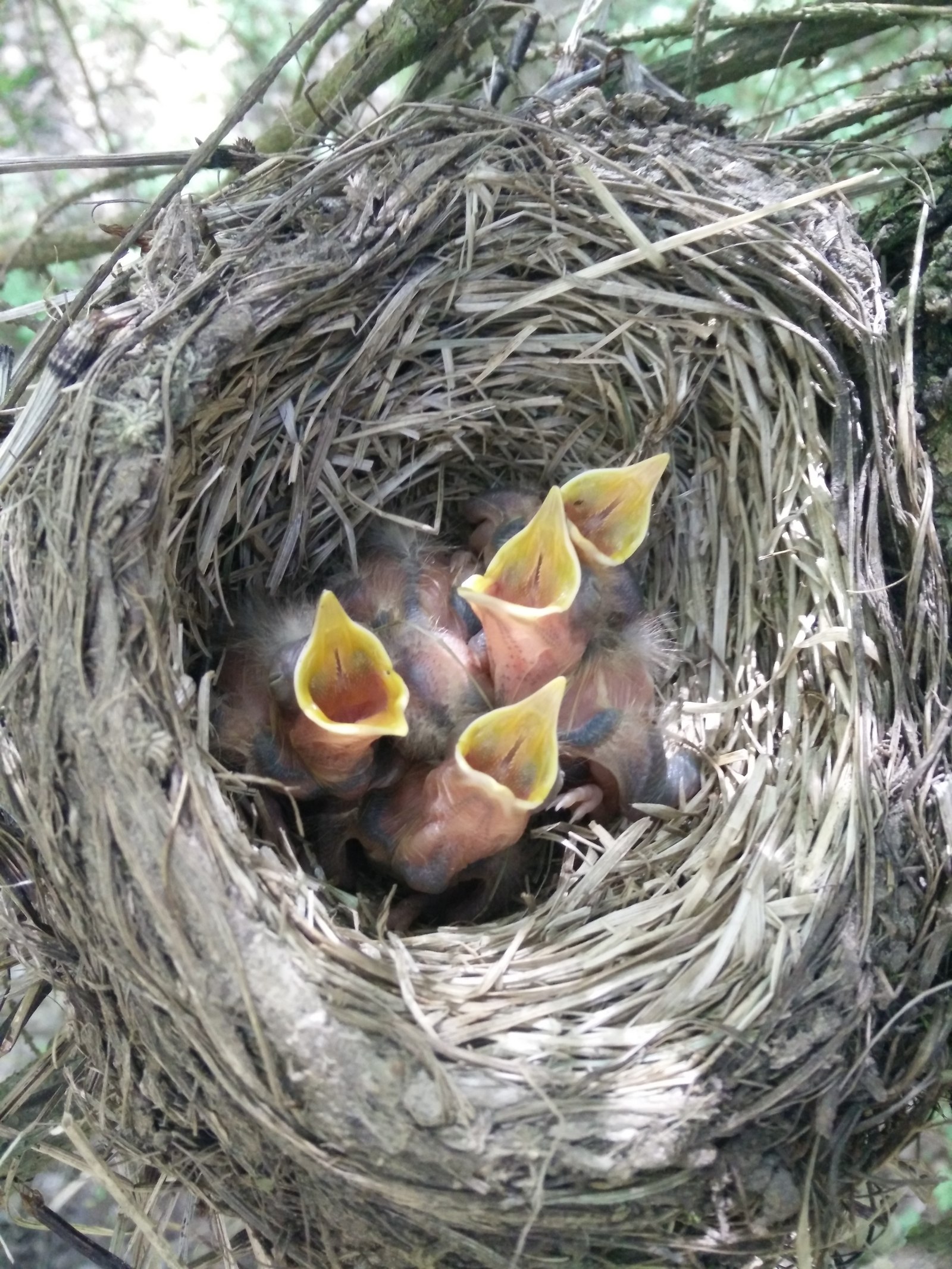 Определить гнезда птиц. Гнездо дрозда рябинника. Гнездо певчего дрозда. Дрозд рябинник яйца и гнездо. Яйца дрозда рябинника.