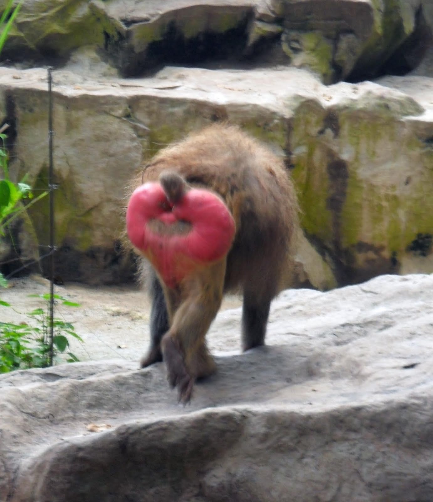 Кроме шуток. Зачем обезьянам нужны большие красные мозоли на бедрах? | riosalon.ru