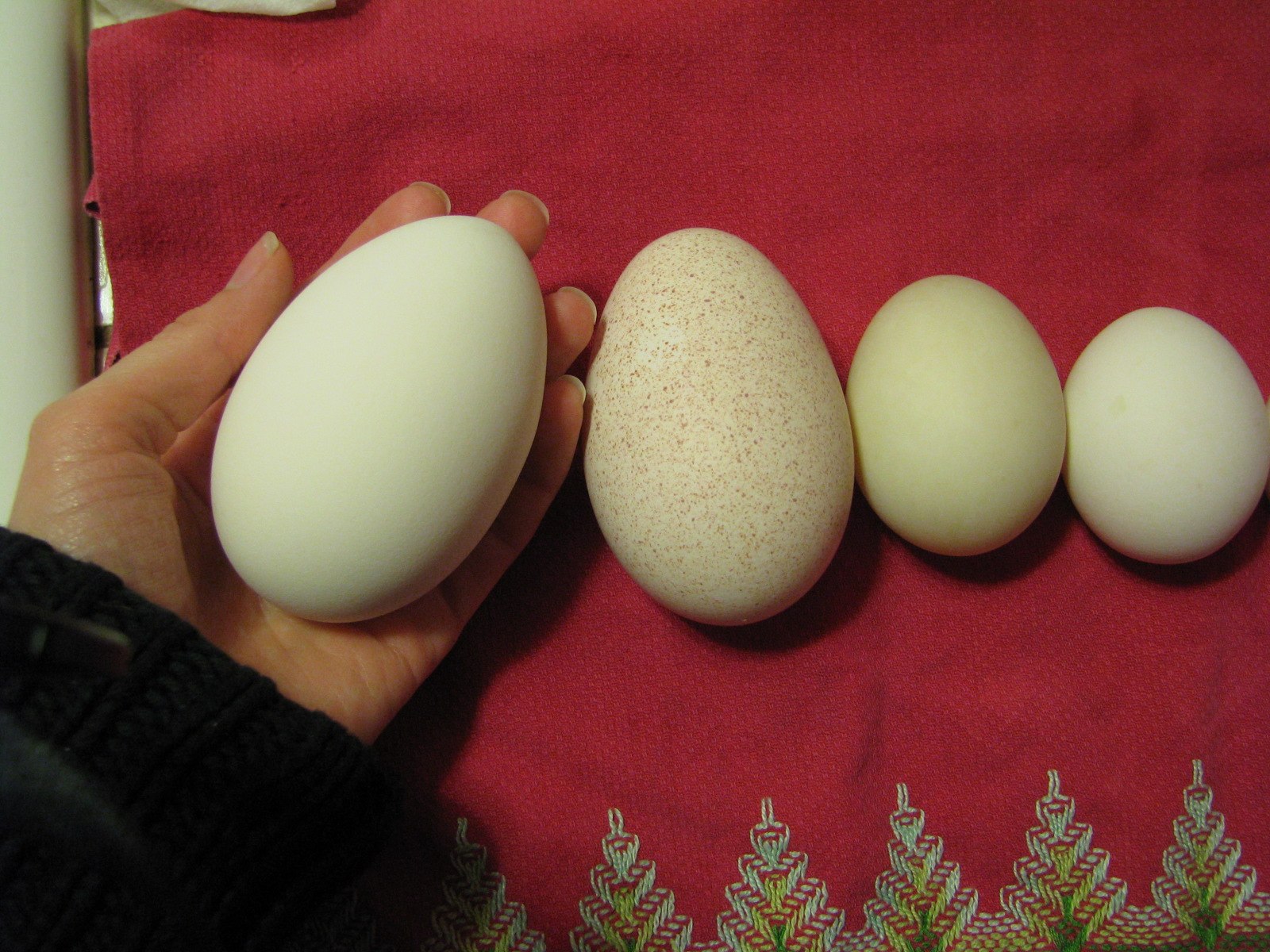 Яйца муларды купить. Леггорн яйца. Яйца аиста. Яйцо муларда. Яйца мулардов.