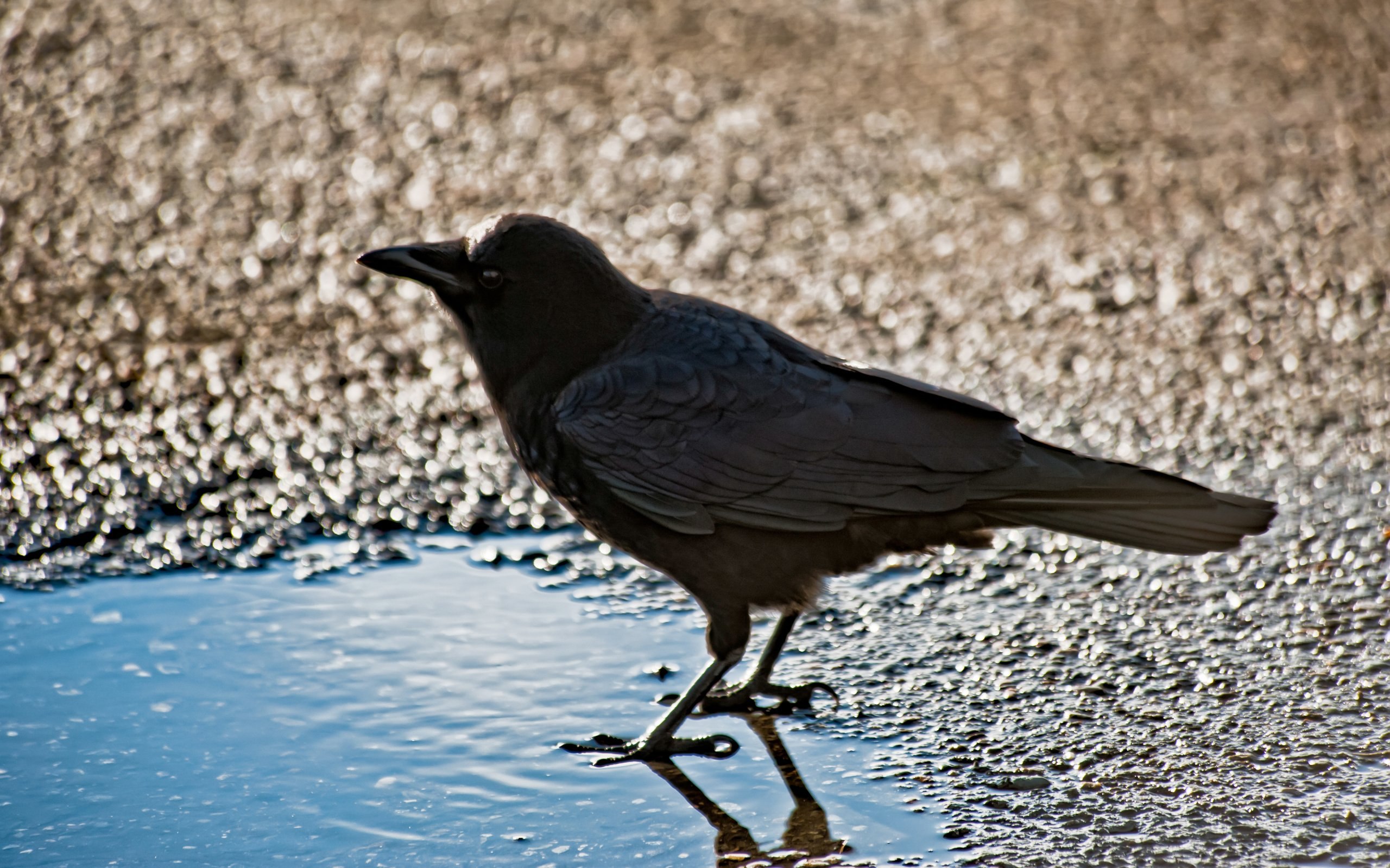 Crow full. Городские птицы. Ворона. Птицы на земле. Ворон.