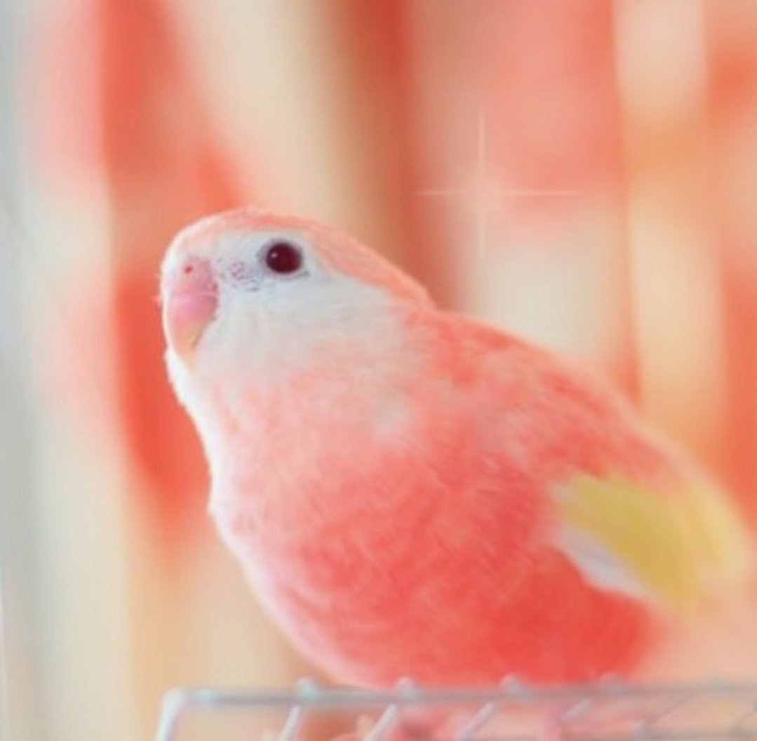 Неразлучники попугаи розовые