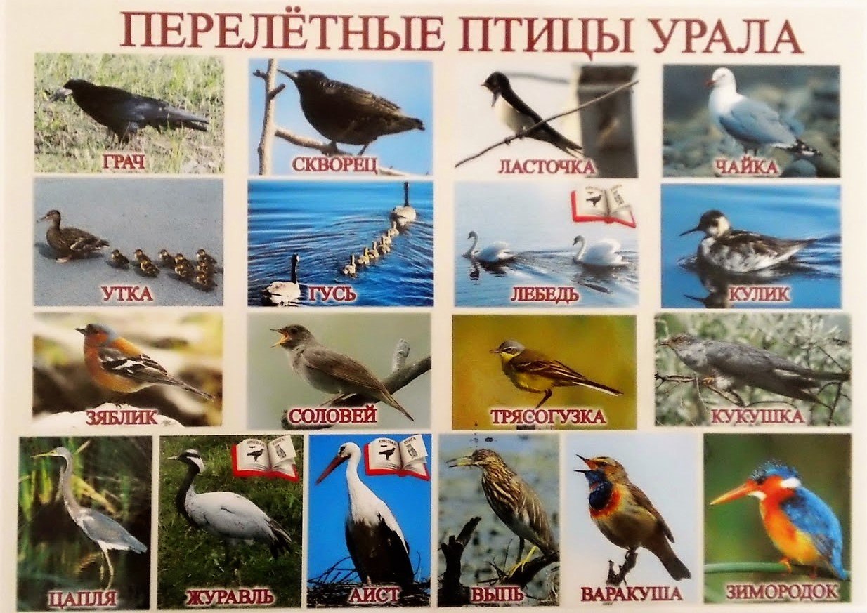птицы картинки имена