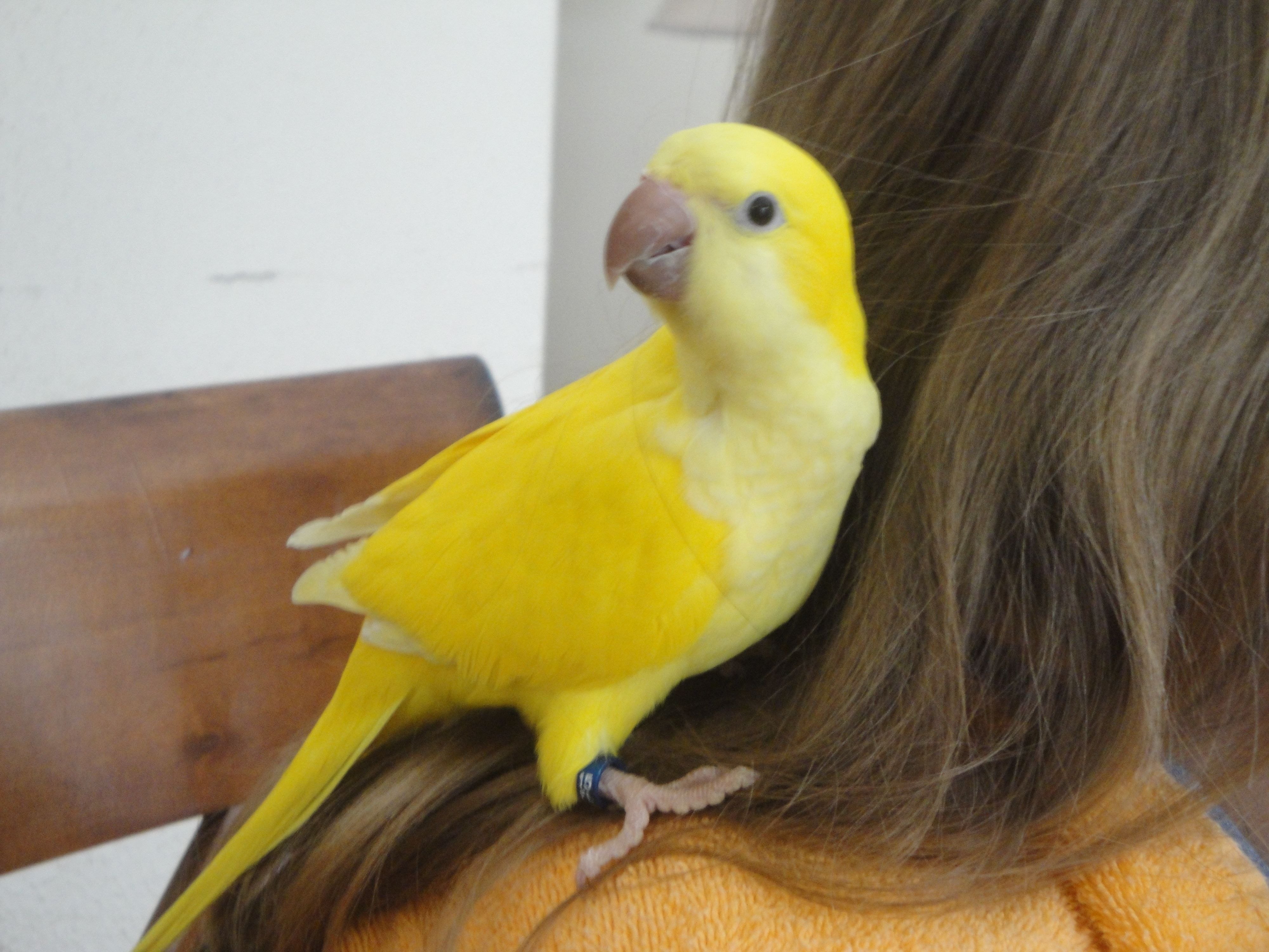 Квакер попугай желтый