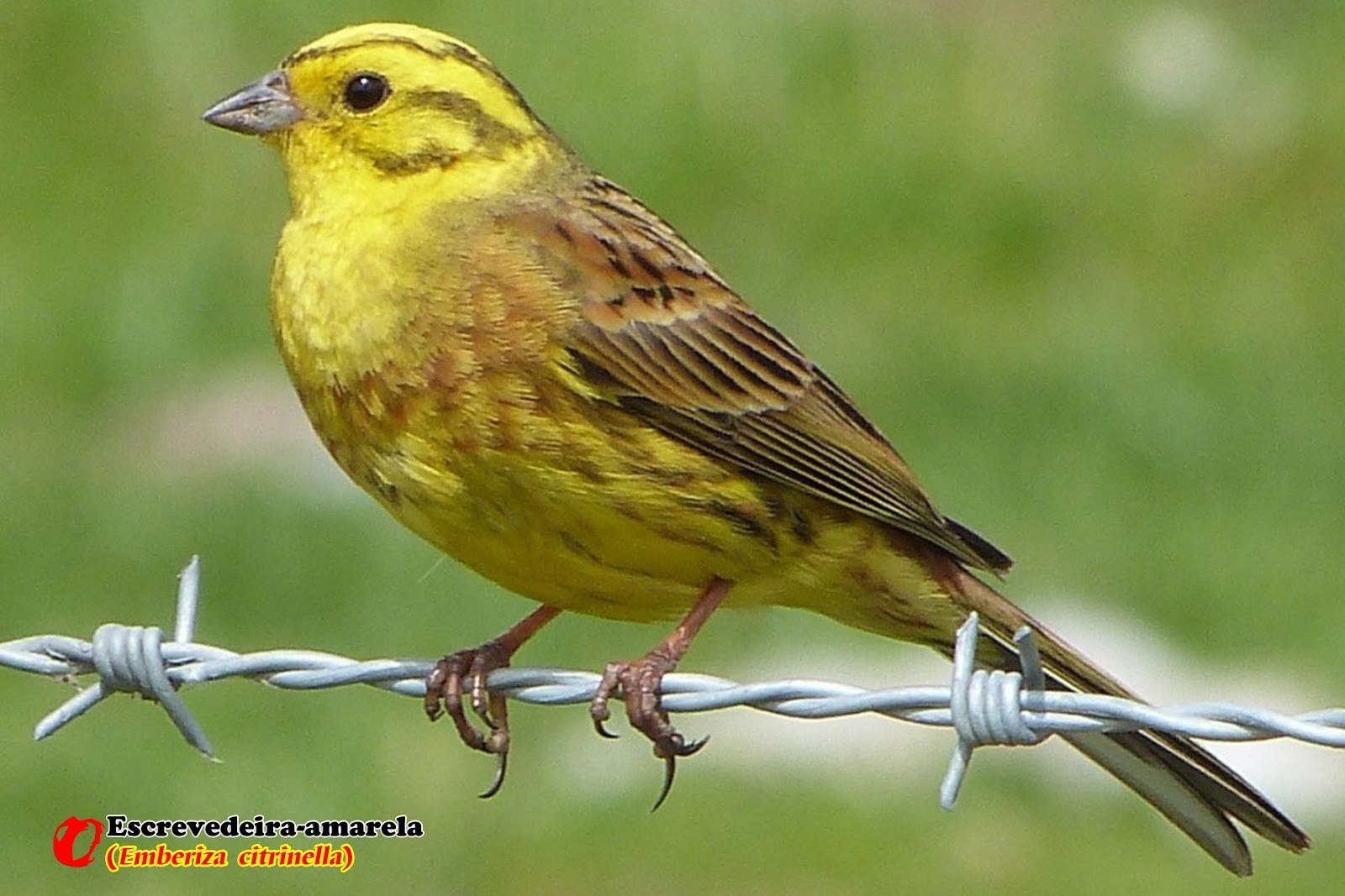 Птичка с желтой грудкой похожа на воробья фото