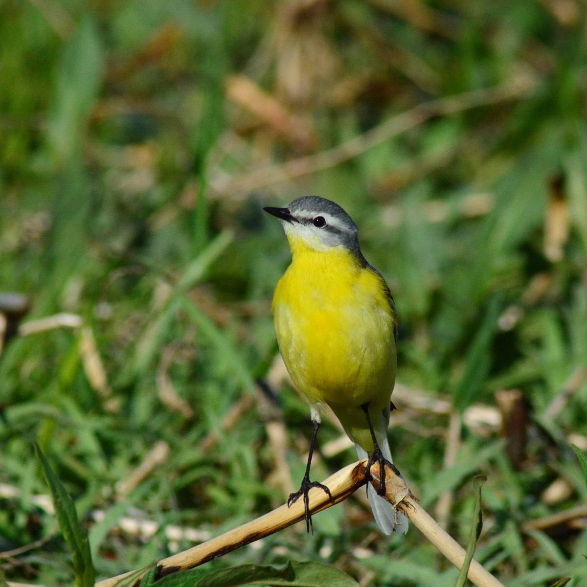 Птица с желтой грудкой фото