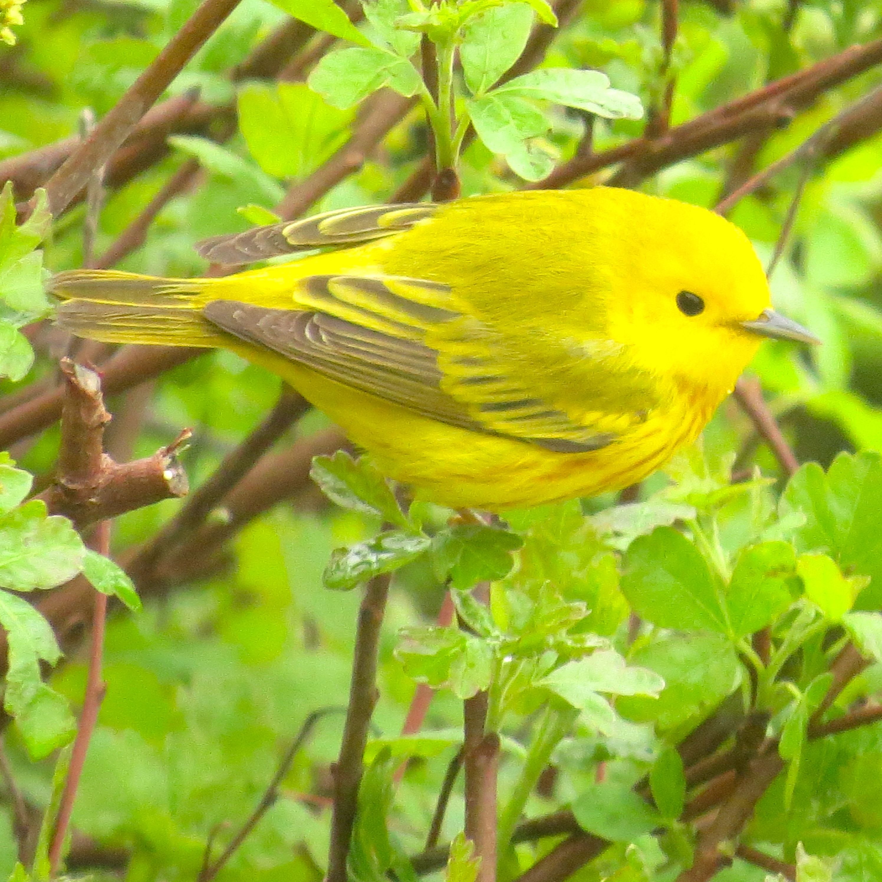 Про желтую птичку. Yellow Warbler. Yellow Warbler Bird. Птица желтого цвета. Желтая Лесная птица.