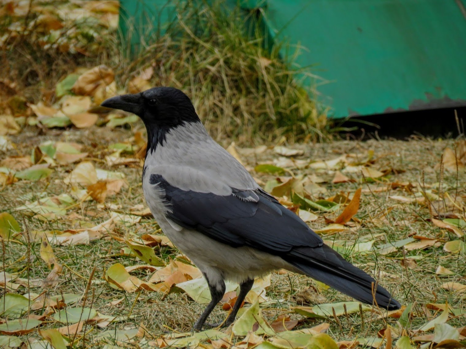 Russian crow. Серая ворона птица. Ворона Монтана. Ворона окрас. Серый ворон птица.