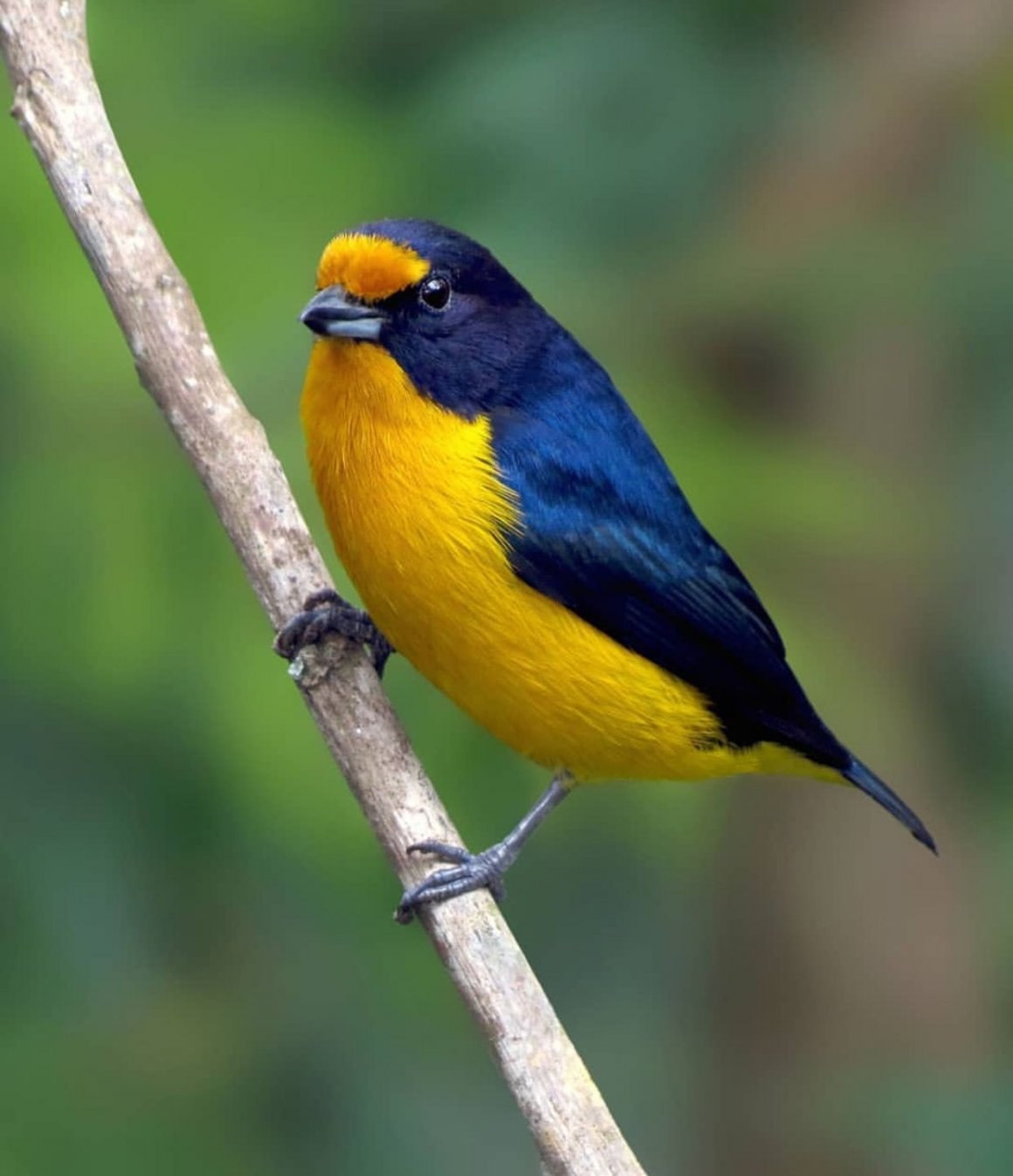 Птица с желтой грудкой - красивые фото