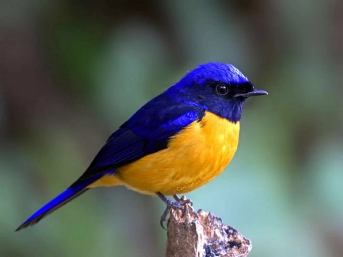 Желто синяя птица