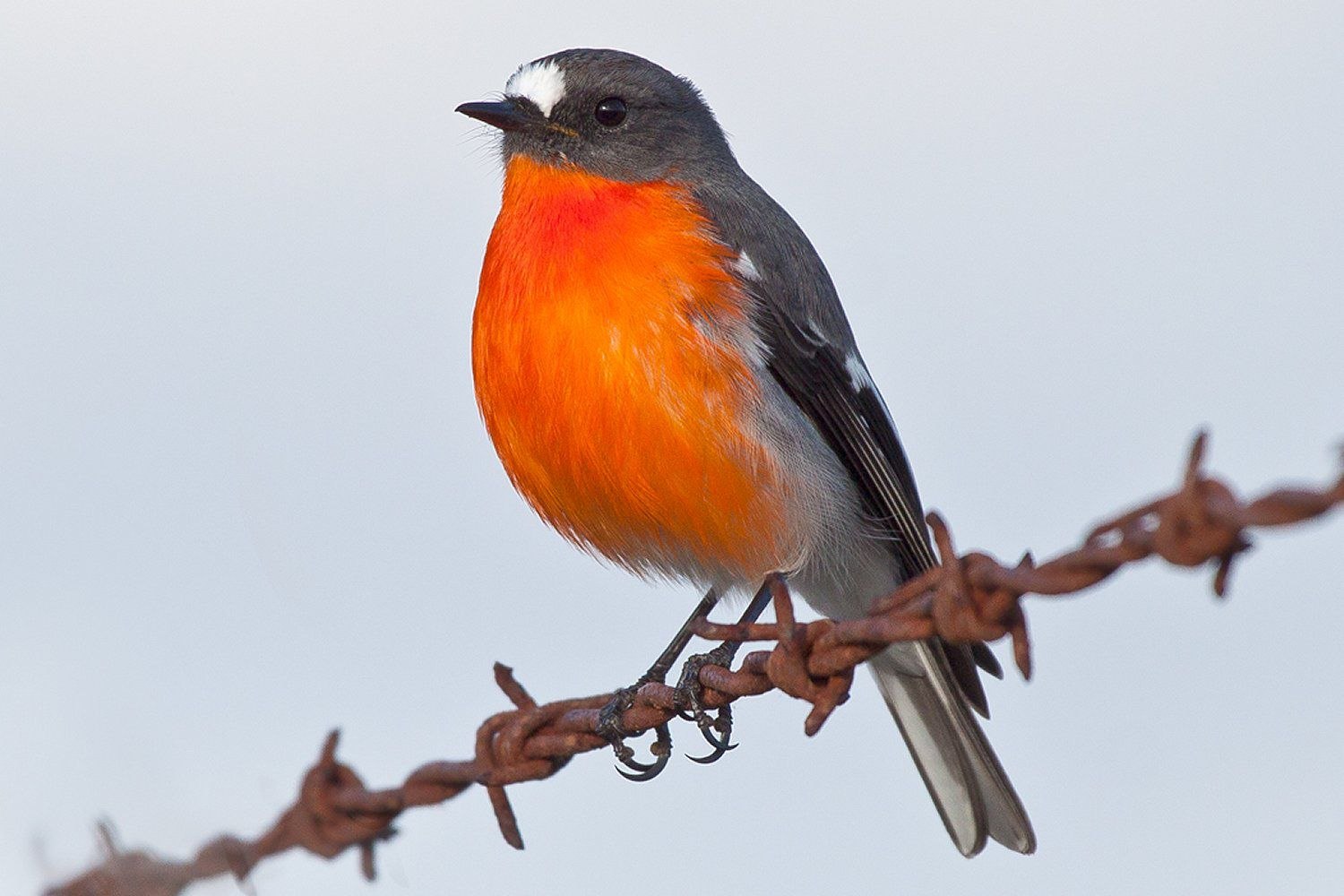Птица с оранжевым животом - картинки и фото poknok.art