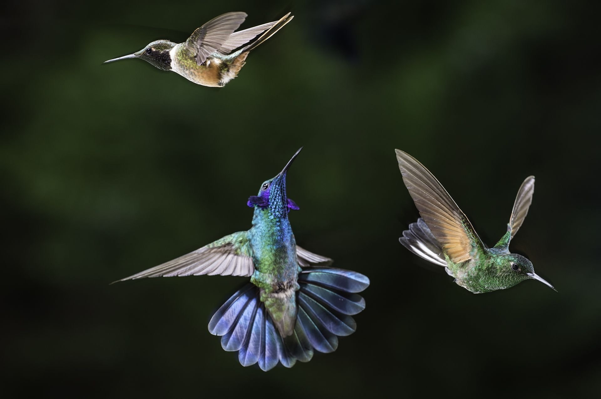 Колибри фото. Крымская Колибри. The Hummingbirds группа. Колибри (подотряд). Стайка Колибри.