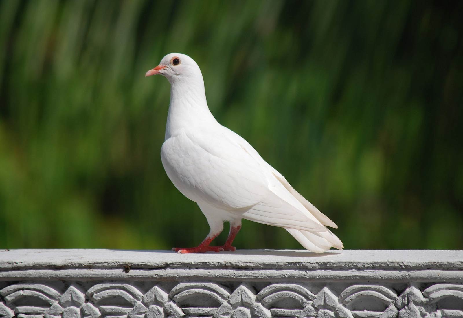 Белые голубей. White Pigeon dbx1. Горлица белая. Dove голубь. Белый голубь сидит.