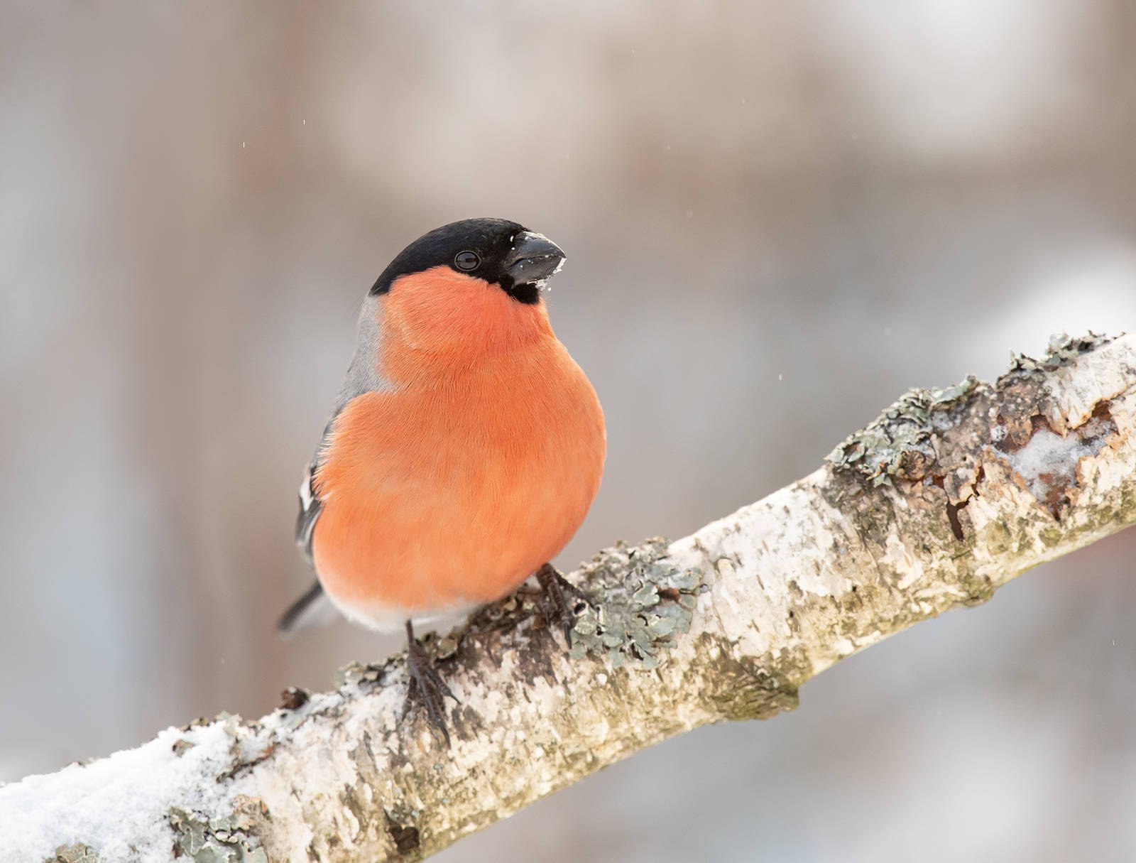 Птица с красной грудкой но не снегирь похожа на воробья фото и названия