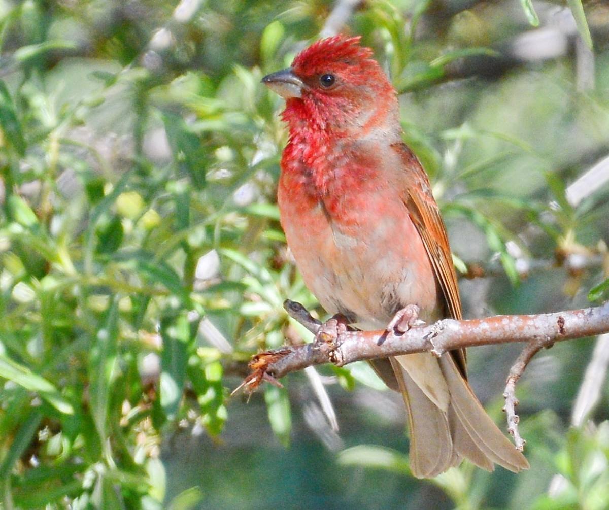 Красная воробьев. Чечевица Carpodacus erythrinus. Carpodacus erythrinus. Красный Воробей чечевица. Чечевица обыкновенная птица.