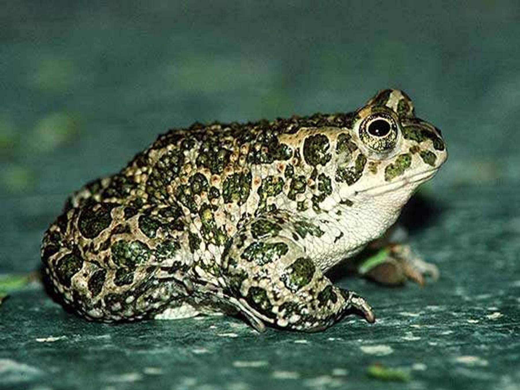 Зеленая жаба Краснодарский край