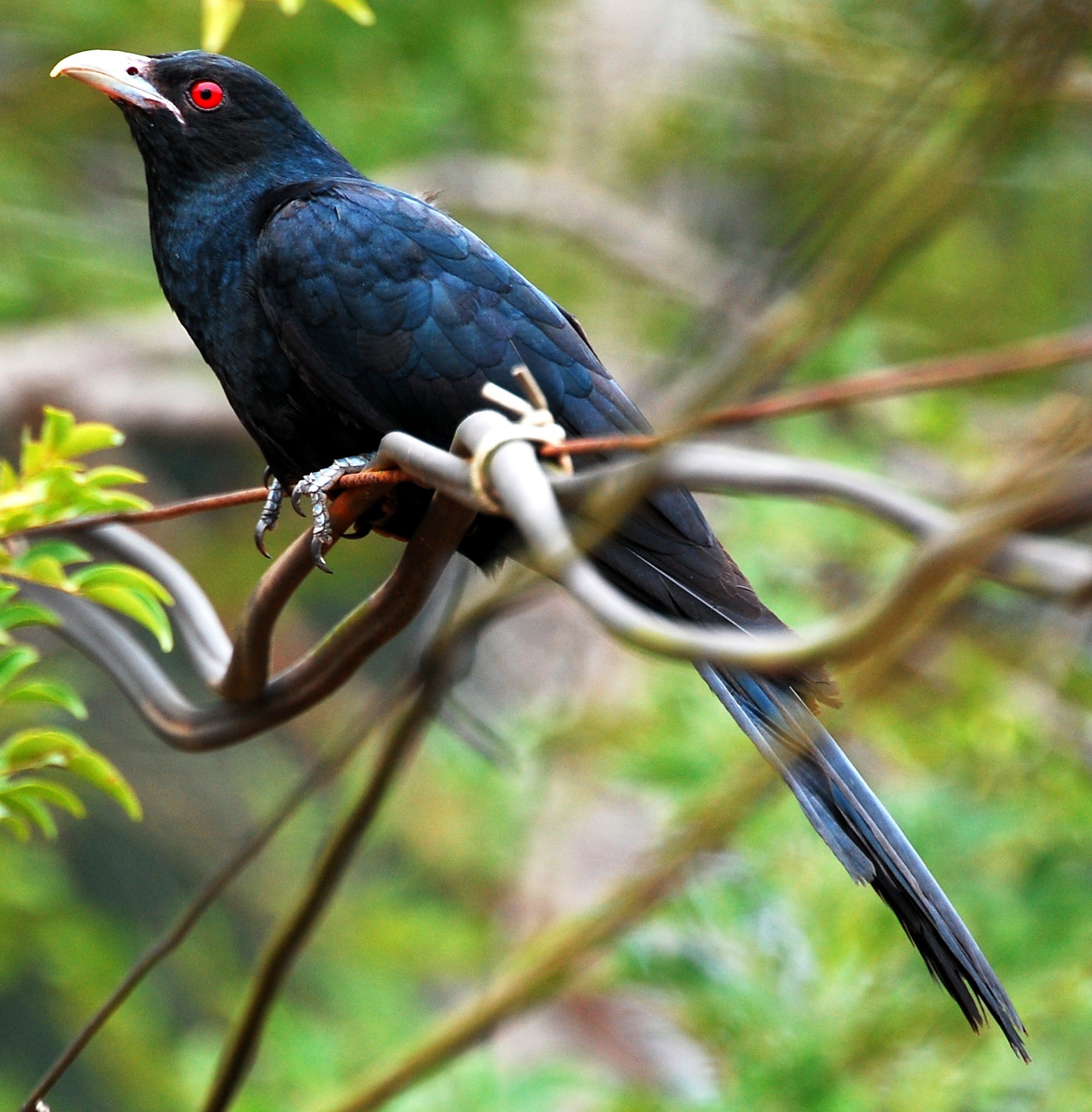Птица с черным глазом. Eudynamys scolopaceus. Черная птица с красными глазами. Птицы на Мальдивах. Чёрная птица с карасными глазами.
