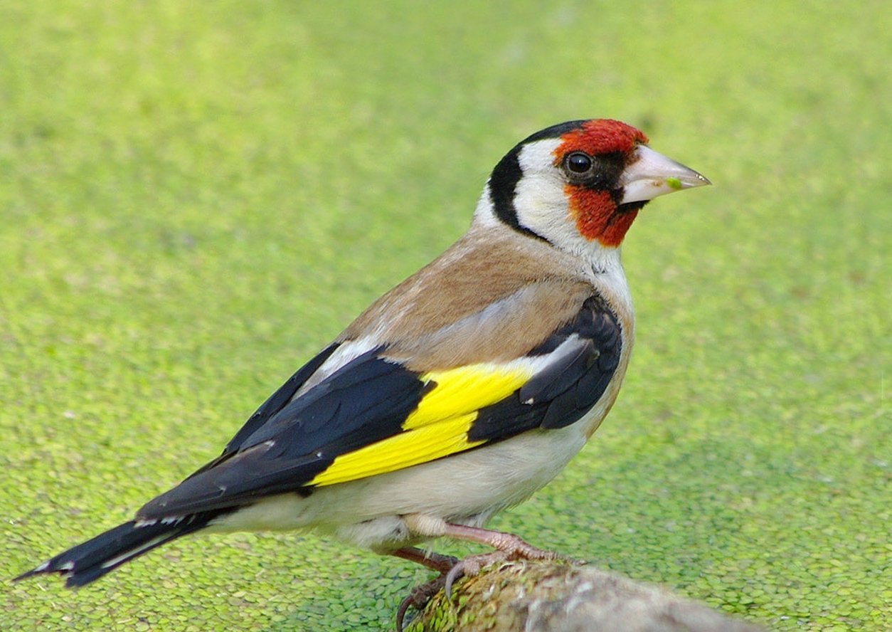 Птица с красной головой и жёлтыми крыльями - картинки и фото poknok.art