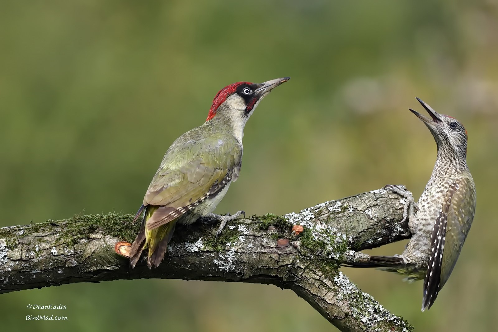 Picus puniceus